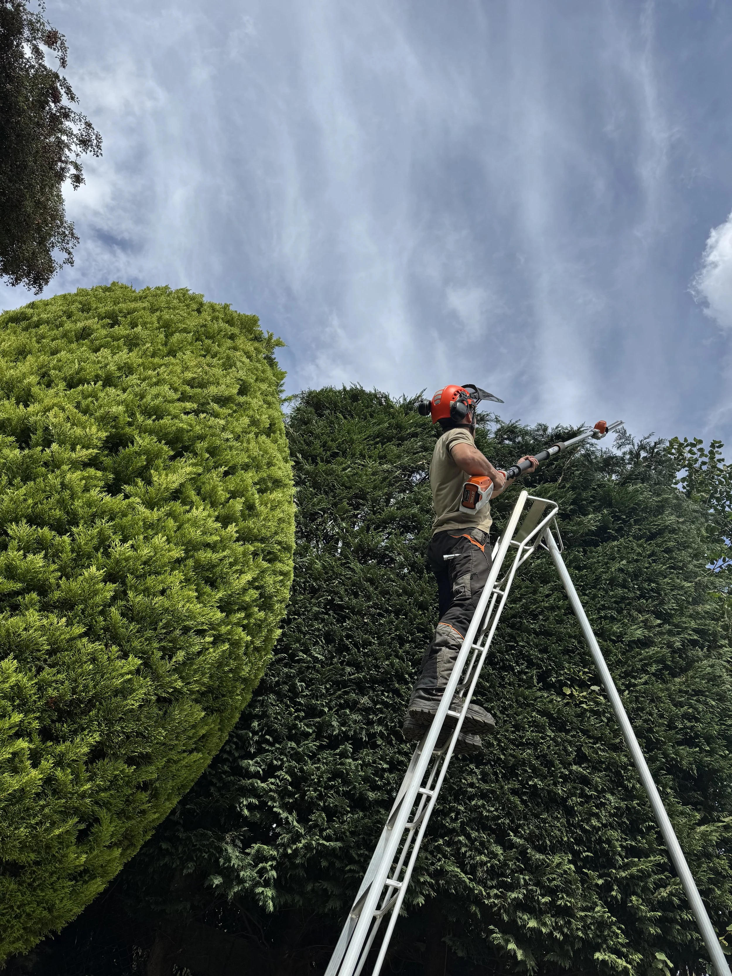 A person standing on a tall ladder trimming a tall hedge with a hedge trimmer, wearing a safety helmet and ear protection, surrounded by green trees and a partly cloudy sky.