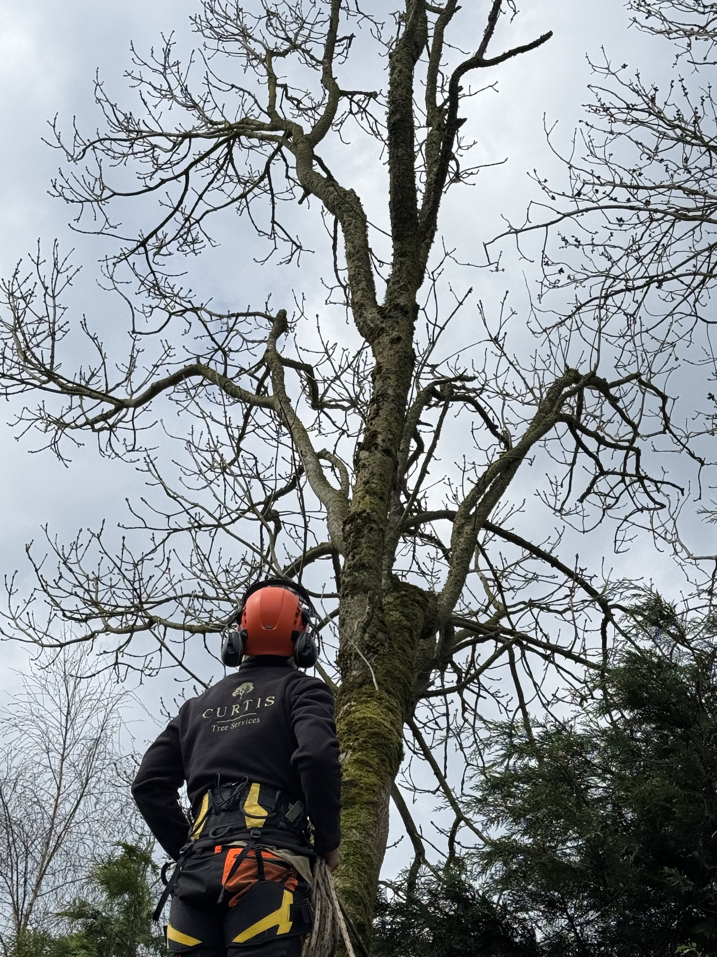 Curtis tree services Tree Surgeon in safety gear inspecting a tall tree for removal in Butterleigh, Devon.