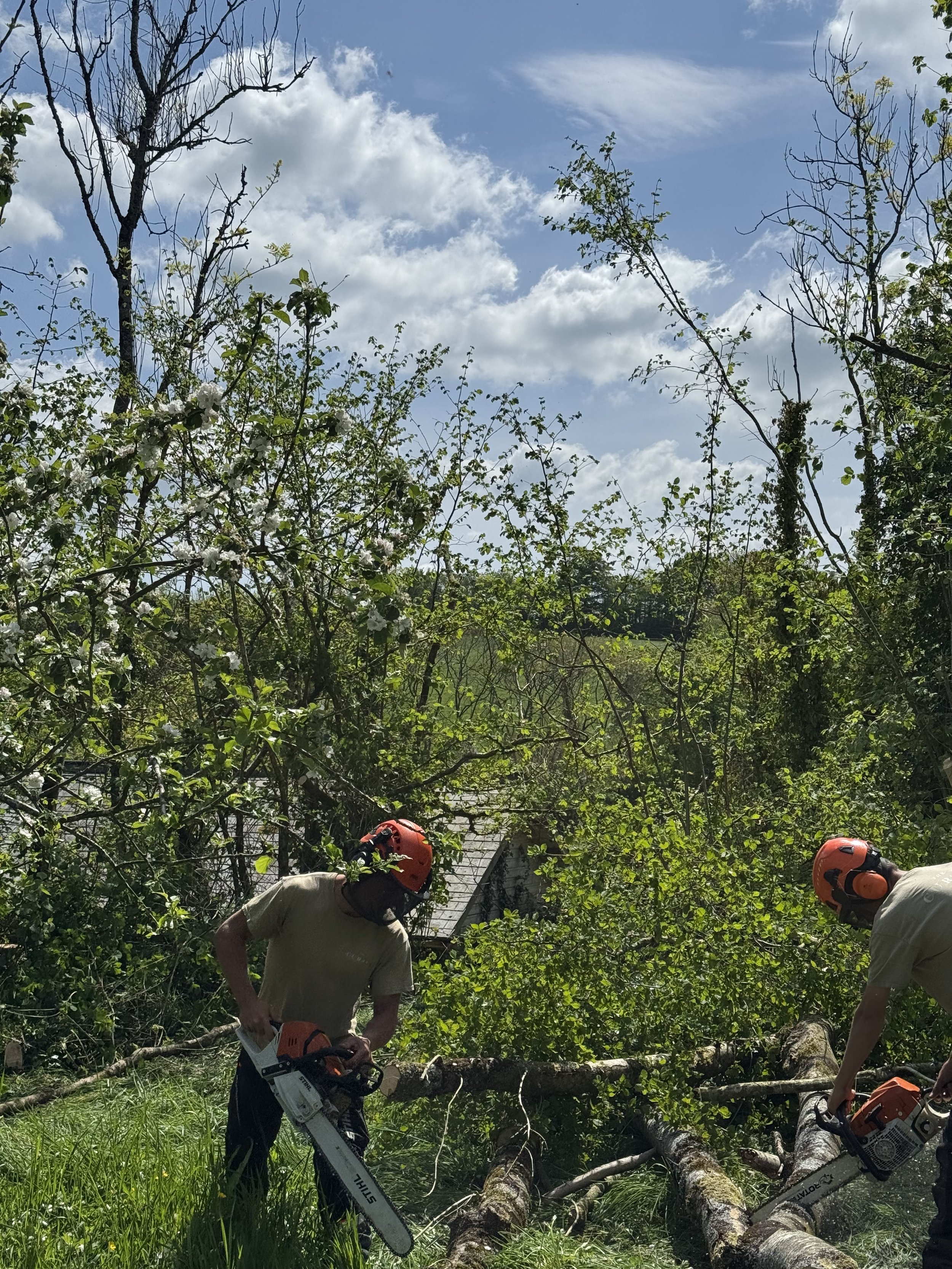 Two men wearing orange helmets and beige shirts are cutting fallen tree branches with chainsaws amid green grass and dense foliage in Devon