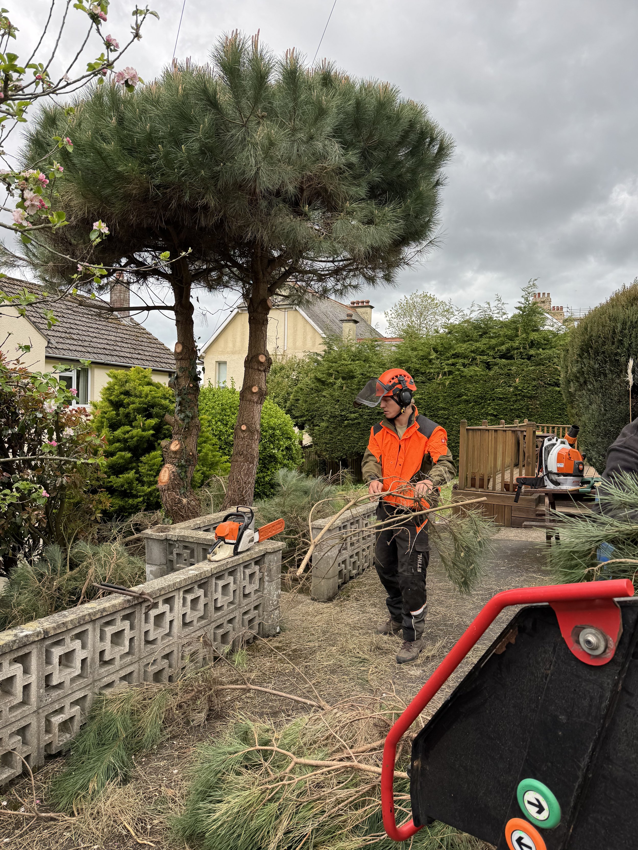 A worker in protective gear, including a helmet and ear protection, operating a chainsaw to trim branches in a residential garden in Braunton, North Devon
