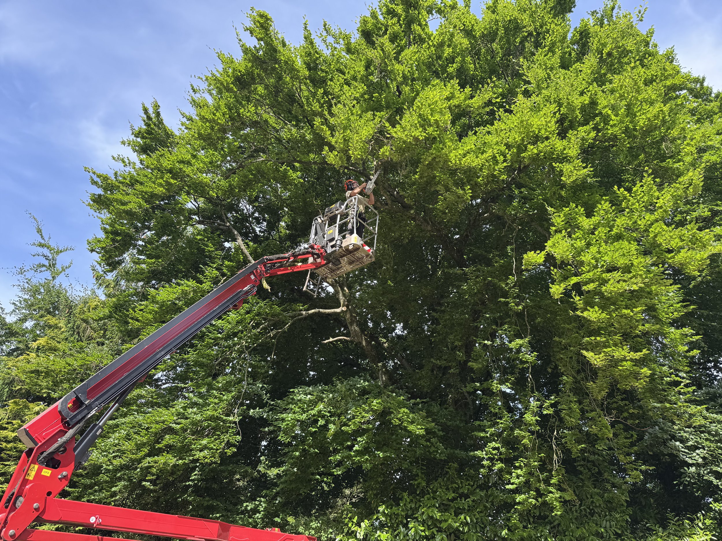 A person using a cherry picker to trim or prune branches of a large green tree.