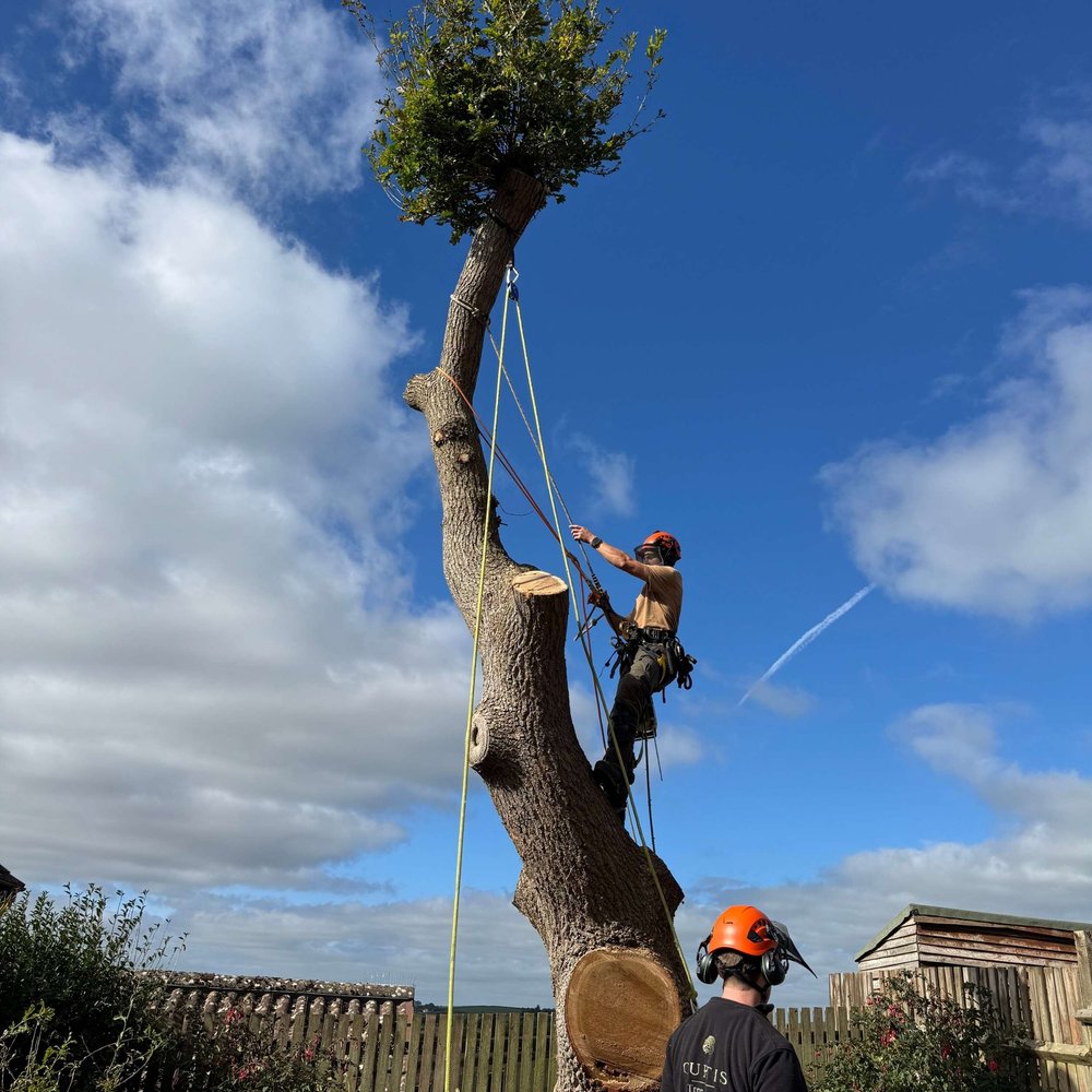 Tree Surgery in Devon & Somerset | Curtis Tree Services