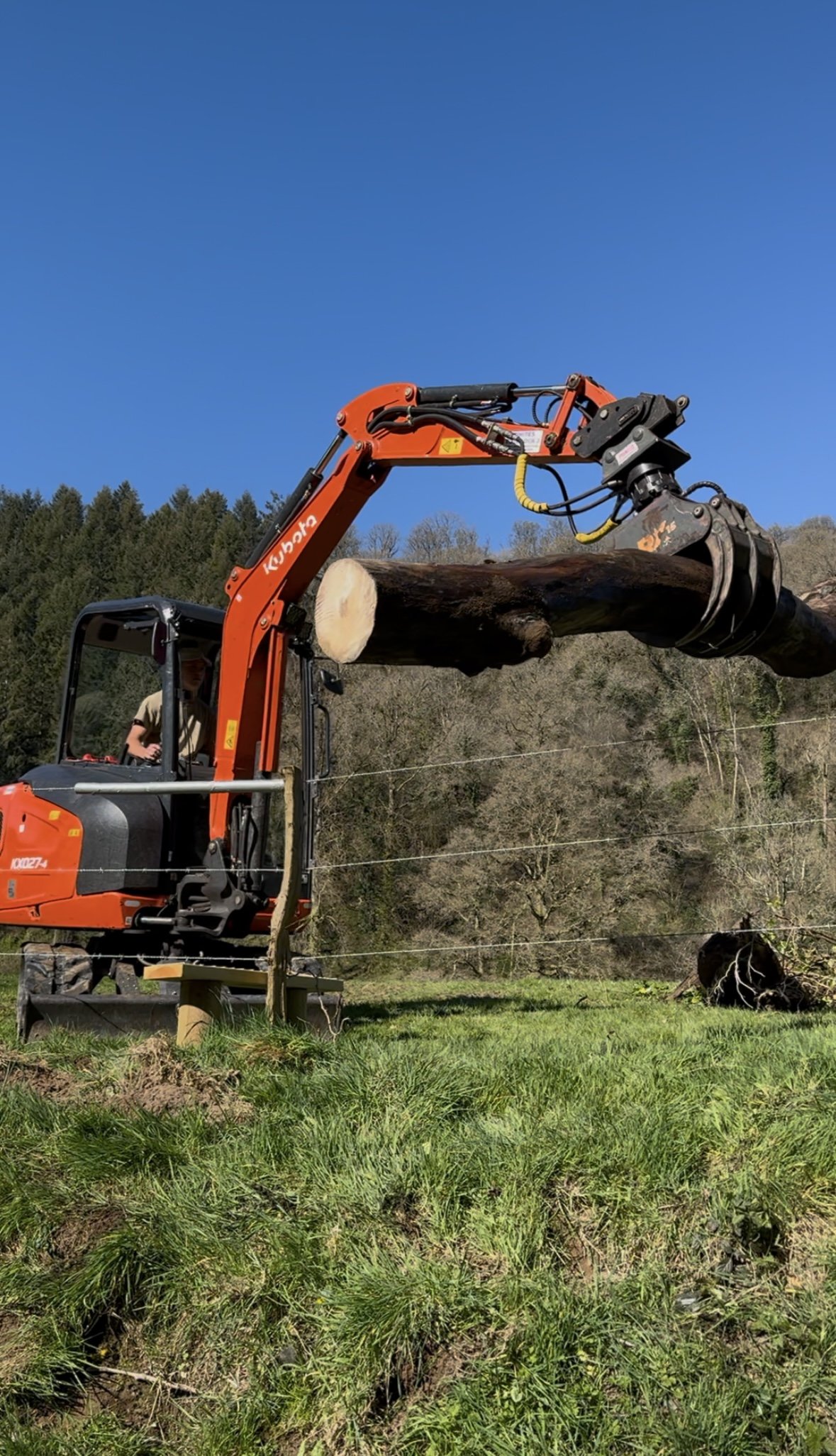 Curtis tree services operating a Kubota 2.5 ton digger with a log grab lifting a large, cut tree trunk