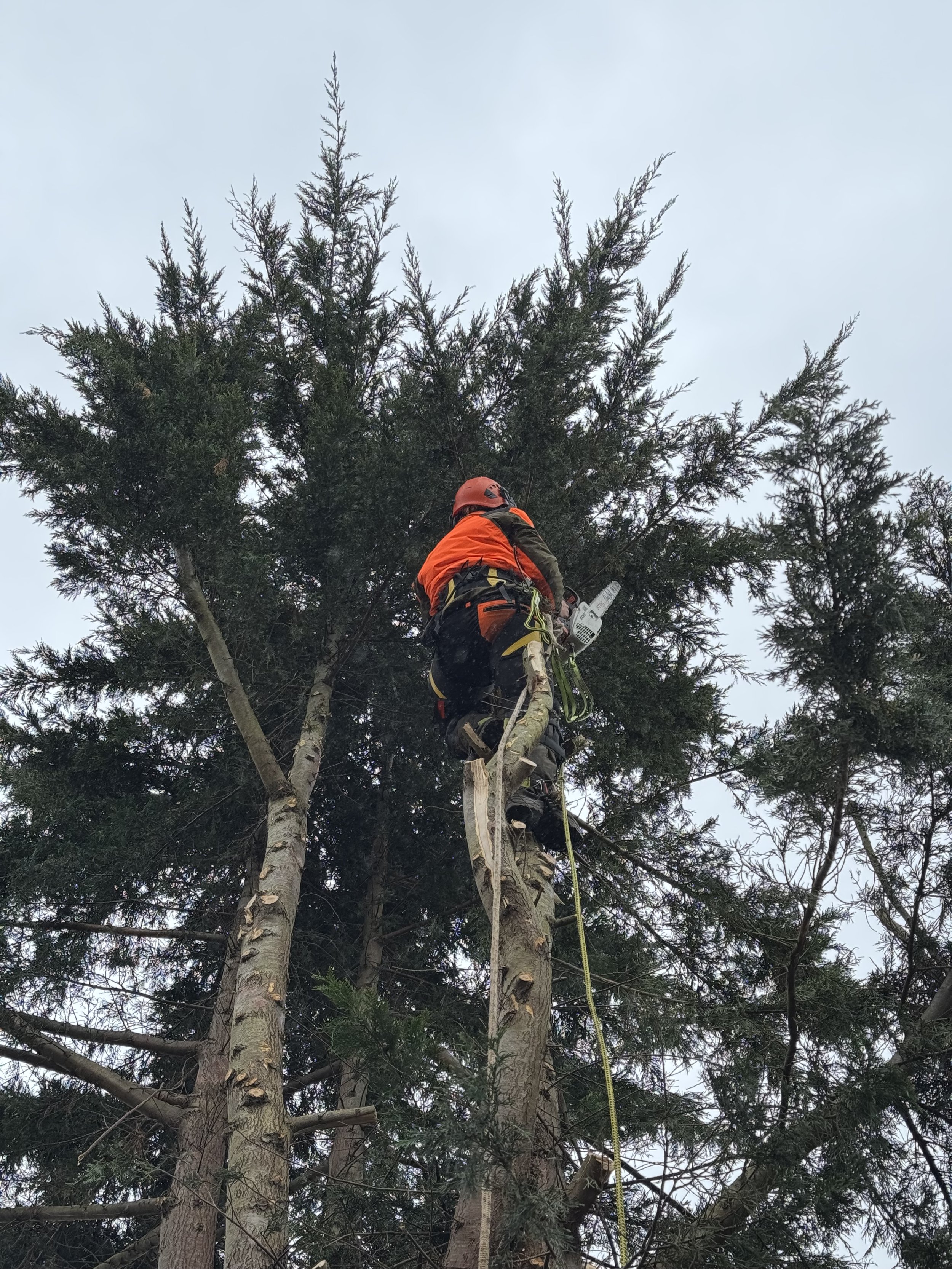 A person wearing safety gear, including a helmet and harness, is climbing a tall tree in Taunton, Somerset