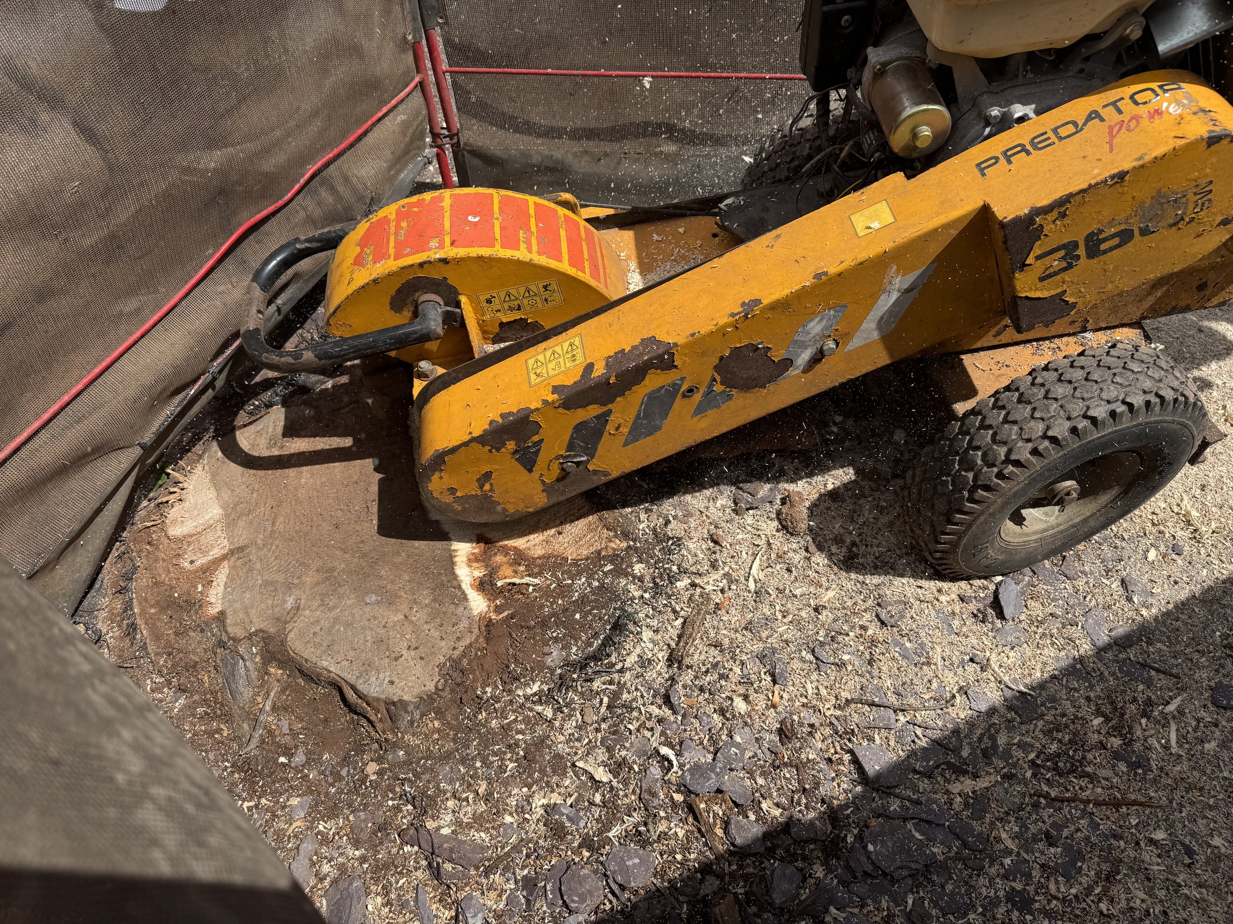 Closeup of stump grinding in Exeter, Devon