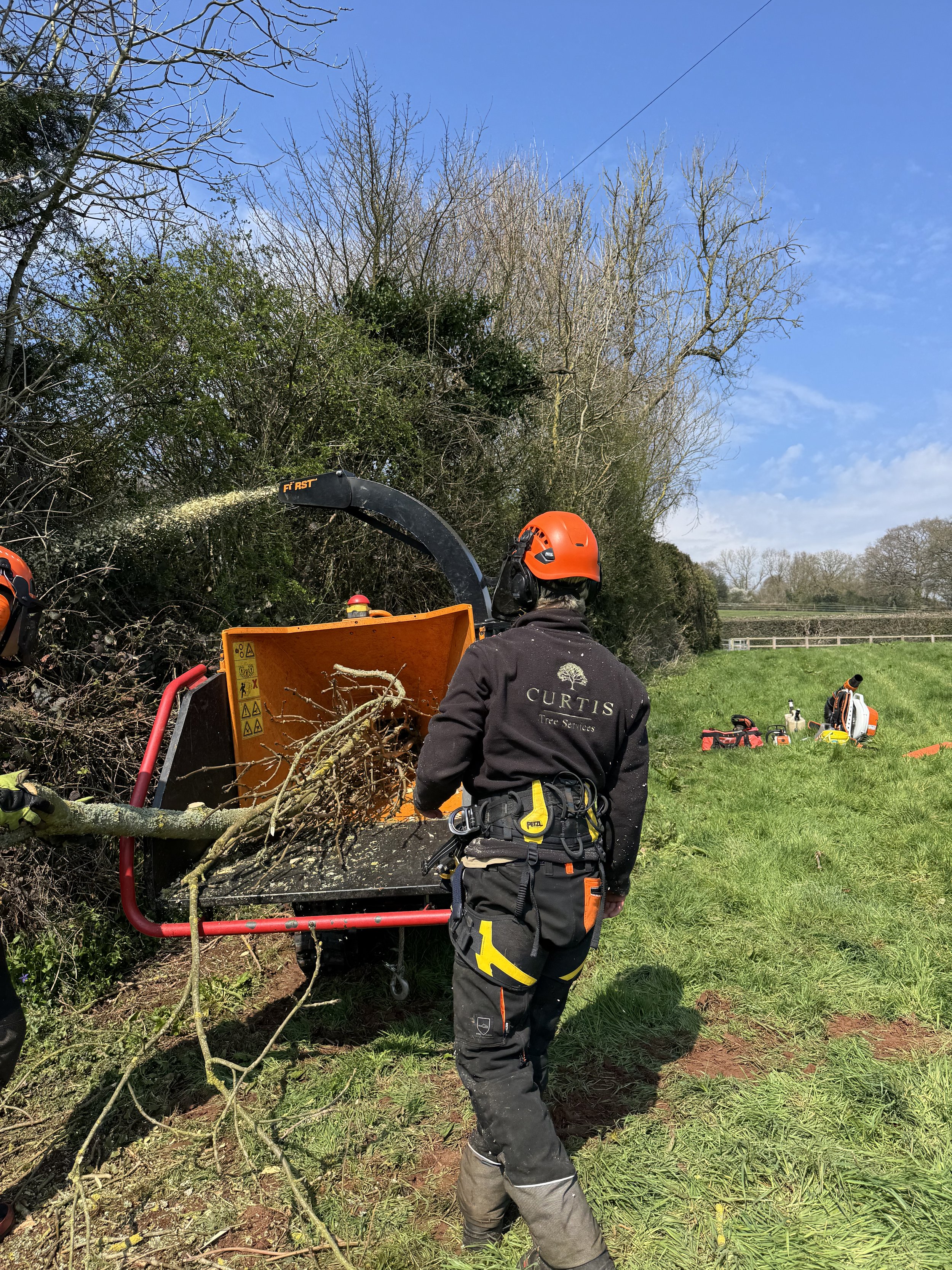 A worker in safety gear, including an orange helmet in Curtis Tree Service uniform, using a wood chipper.