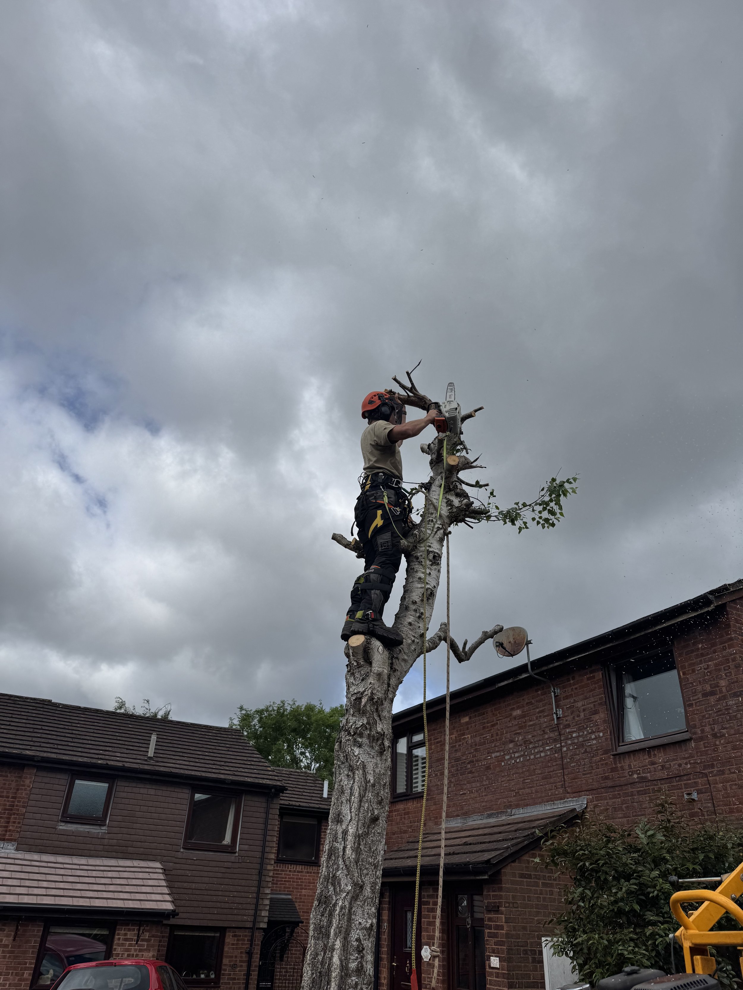 A worker wearing safety gear, including a helmet and harness, cutting a branch from a tall, leafless tree near residential houses in Topsham, Devon.