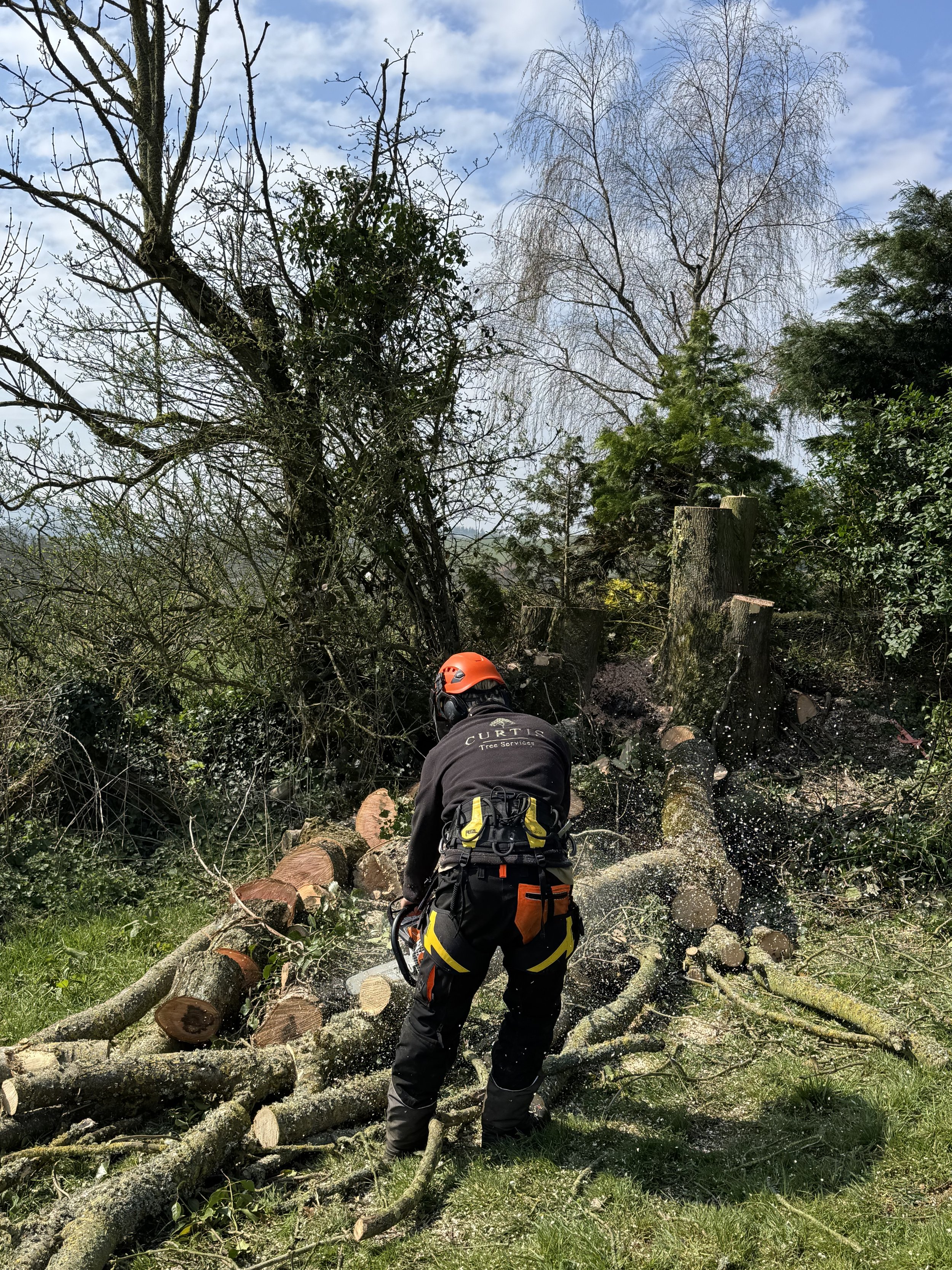 A worker wearing safety gear and an orange helmet cutting down a fallen tree with a chainsaw in a wooded outdoor area.