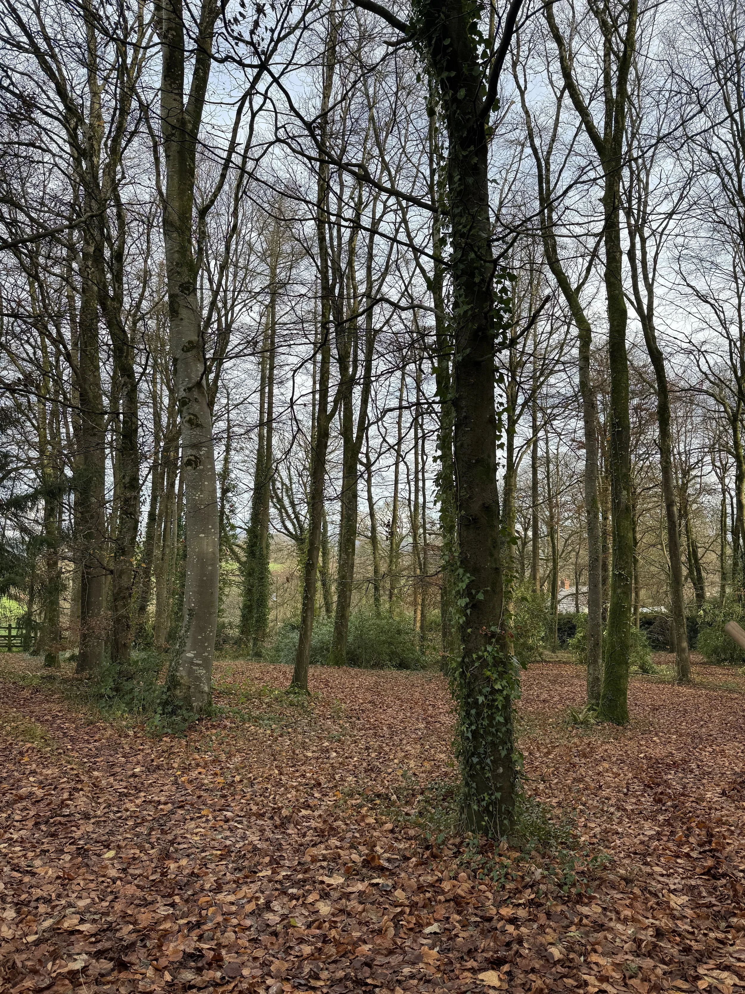 A forest with leafless trees and ground covered in fallen leaves during late autumn or early winter.