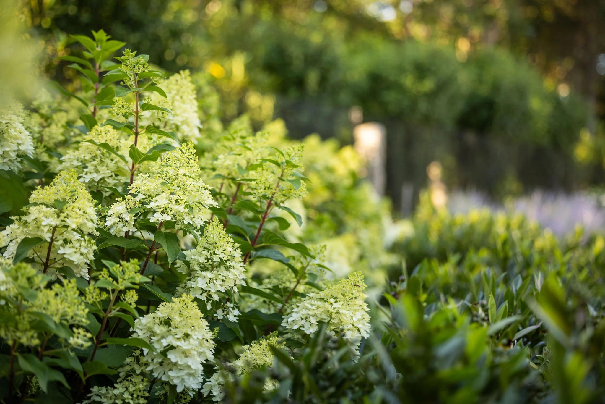 hydrangeas: Edgartown MV Landscape & Masonry by Landscope Inc