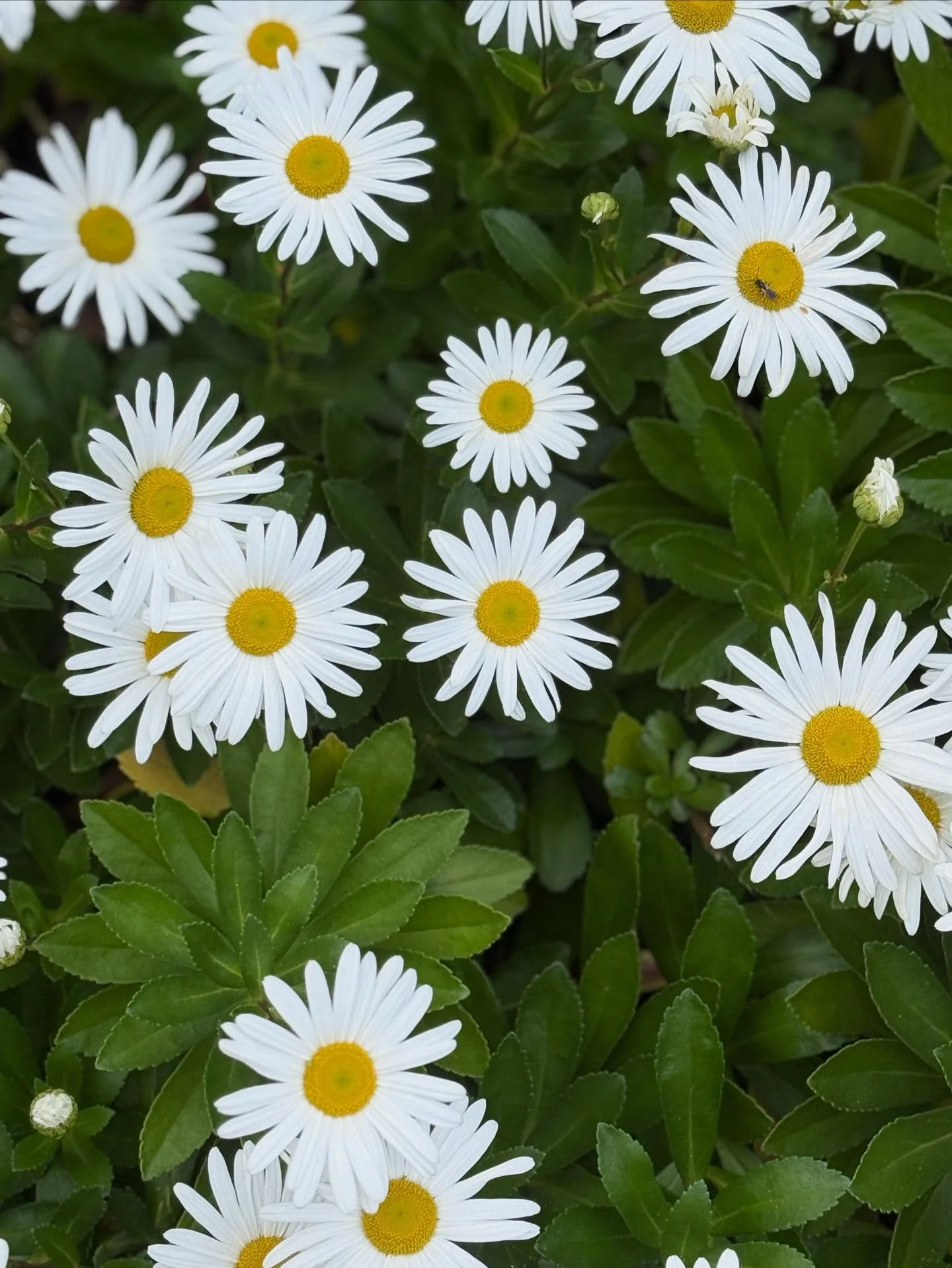 It’s Montauk Daisy time! I love it when they pop! Makes the fall easier to take.
#daisies #montaukdaisies