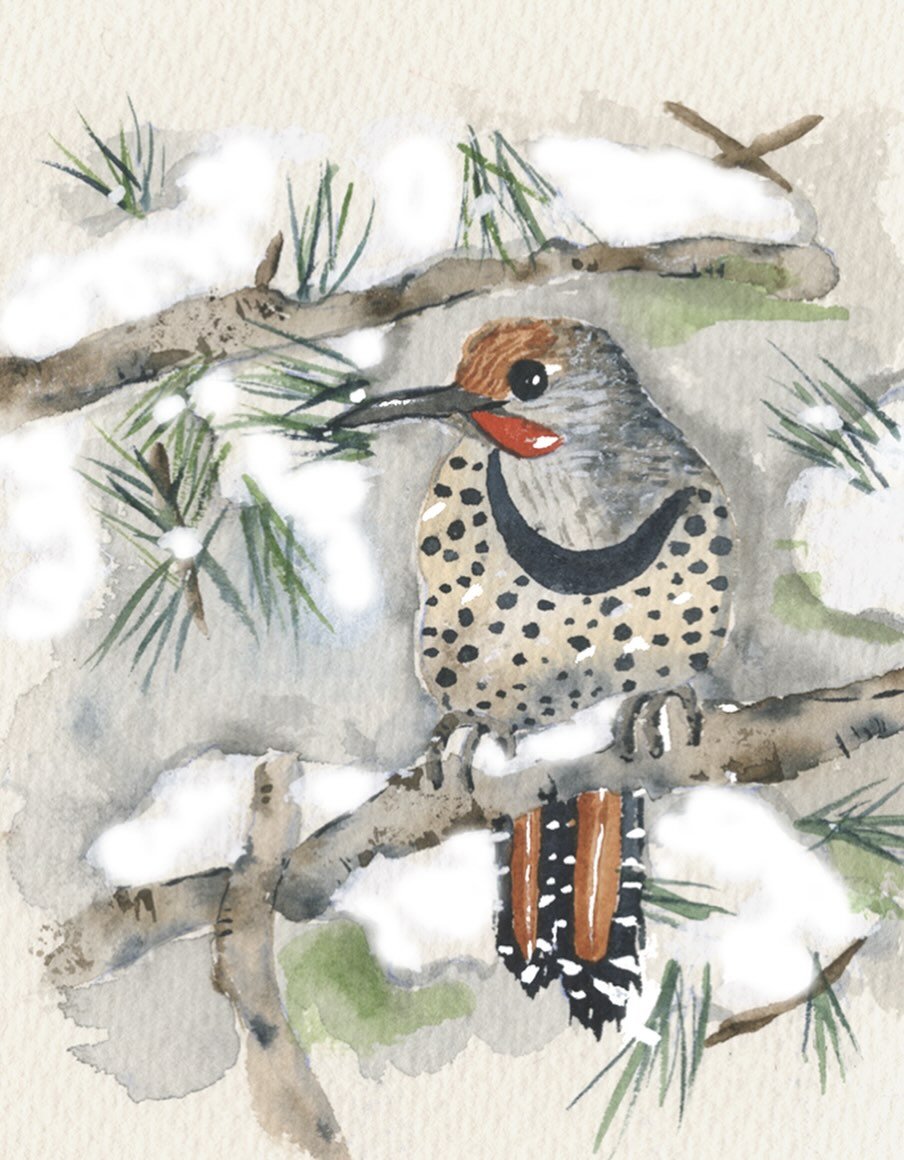 I saw a photo of a female Northern Flicker on the Audobon&rsquo;s IG and thought she was a beauty, and a fun bird to paint. The challenge for me and for my class was using softer grayer colors. Everyone who knows me knows I like bright happy colors! 