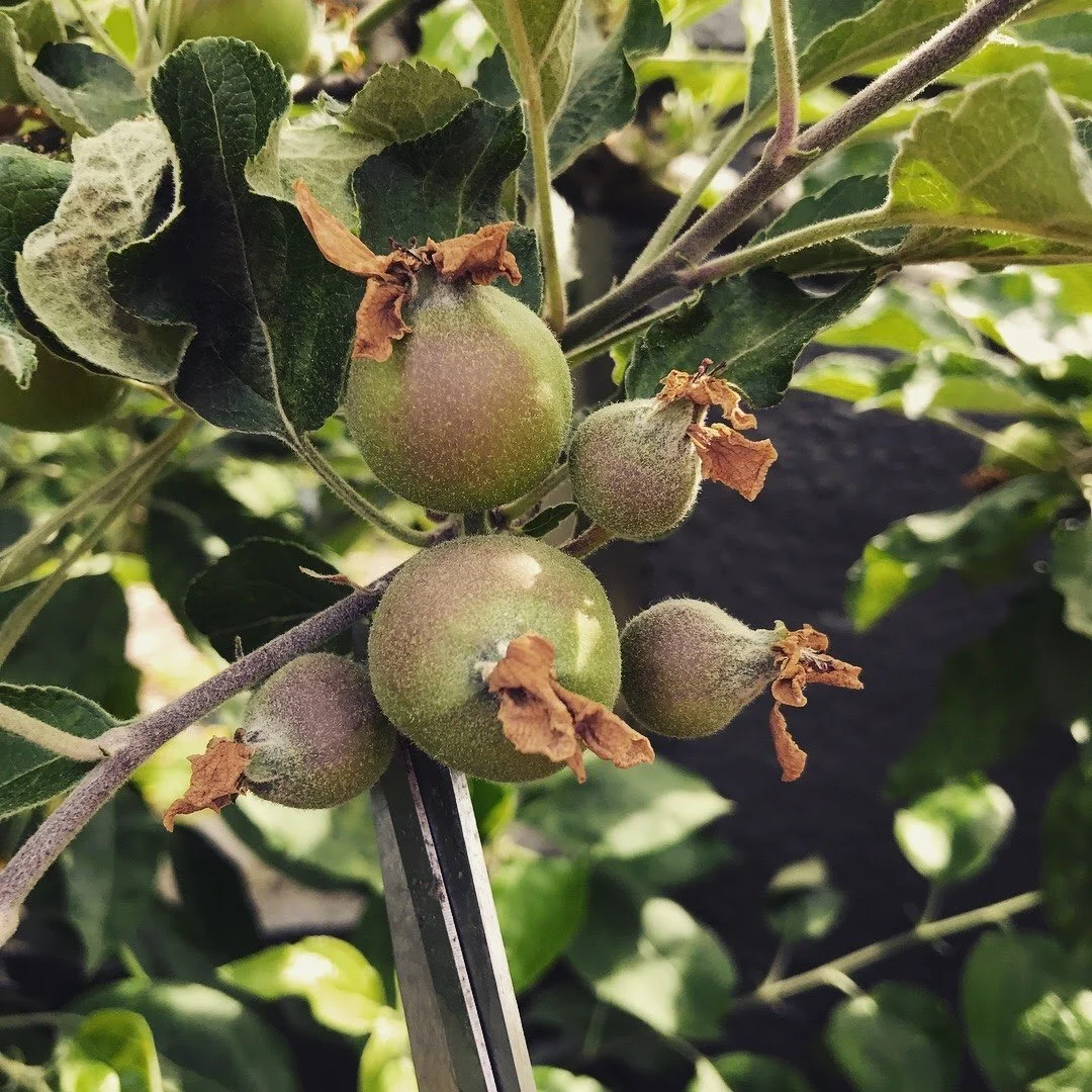 Gardening as ritual and seasonal practice
