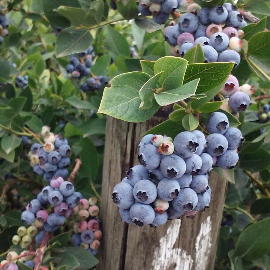 Monthly Garden Mentorship