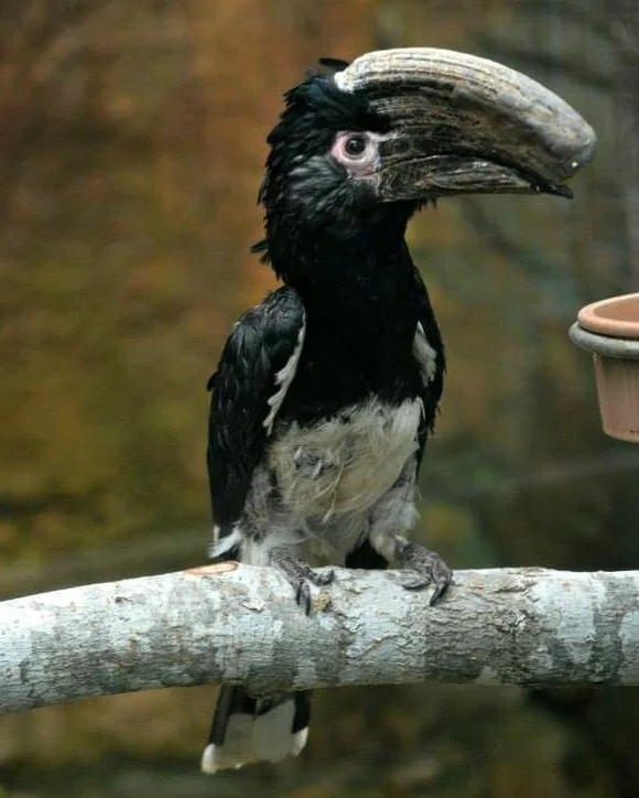 Trumpeter Hornbill Bird – Majestic Wildlife Portrait Photo Print