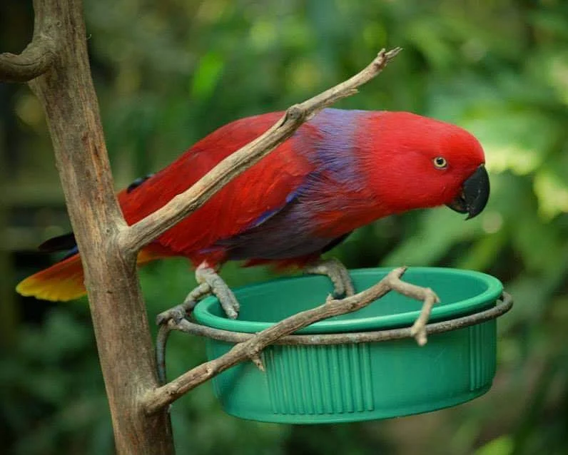 Vibrant Eclectus Parrot – Colorful Portrait Photo Print