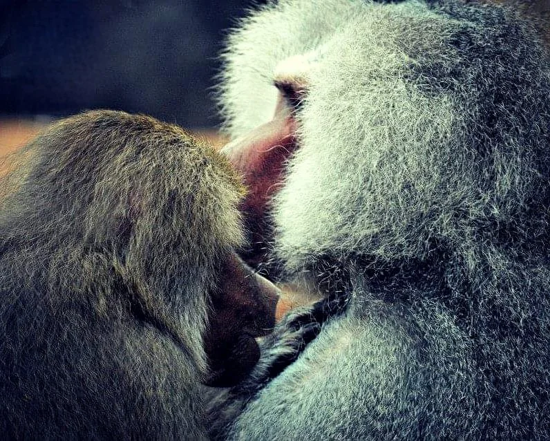 Tender Moments – Mother Baboon and Baby Close-Up Photo Print