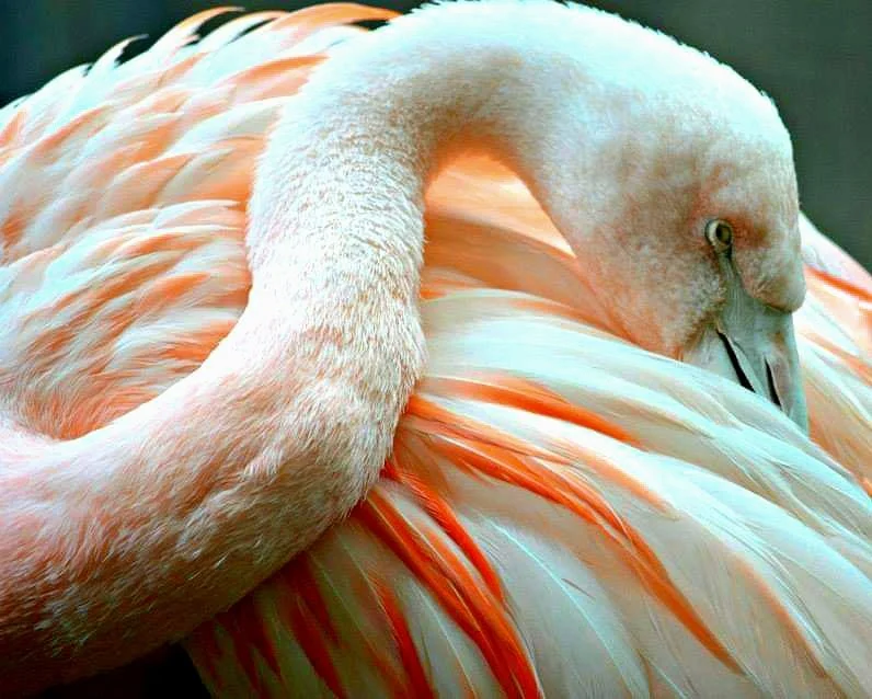 Flamingo Serenity – Close-Up Portrait of a Pink Flamingo Nuzzling