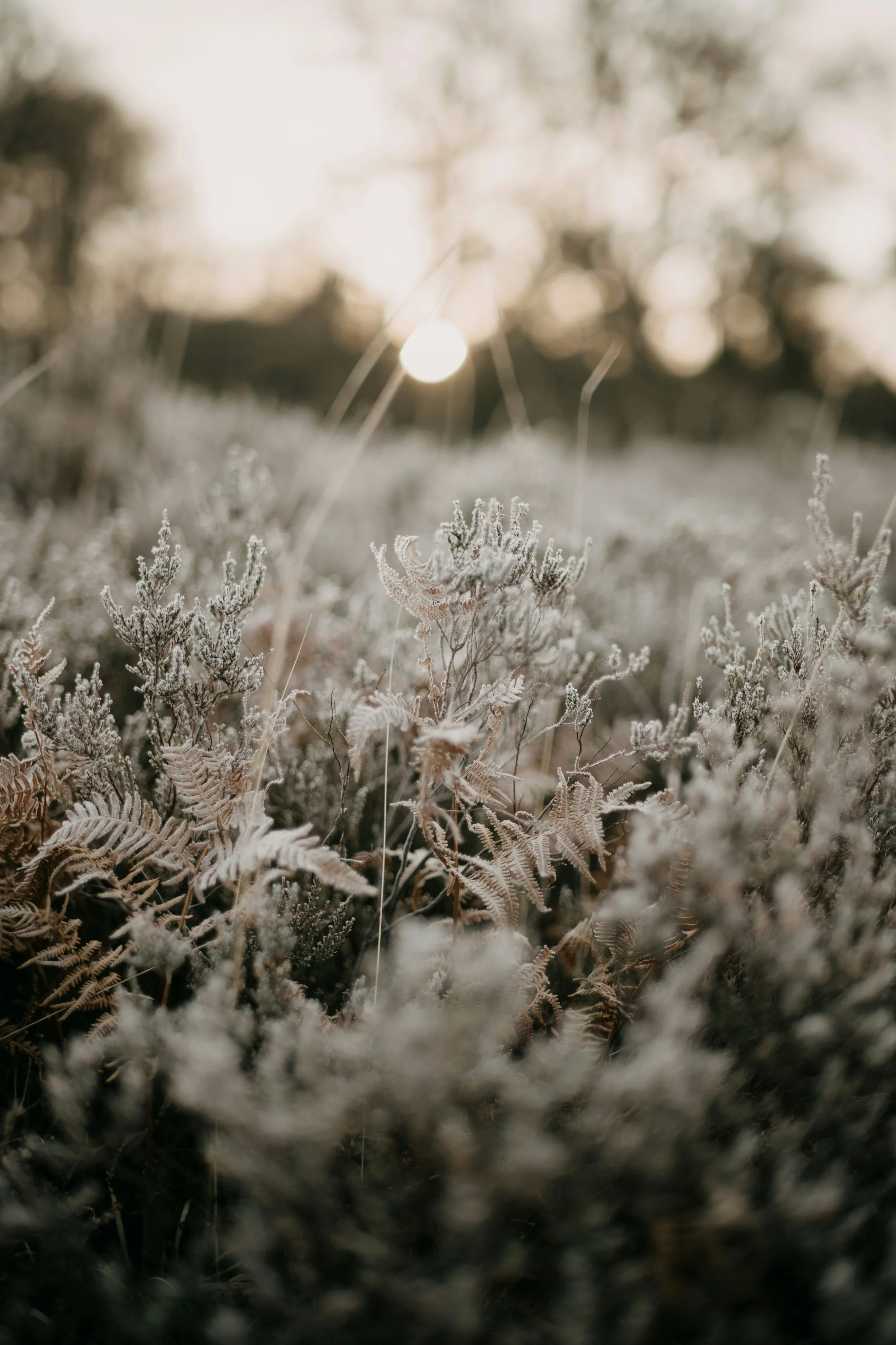 L’Energie des Saisons - HIVER