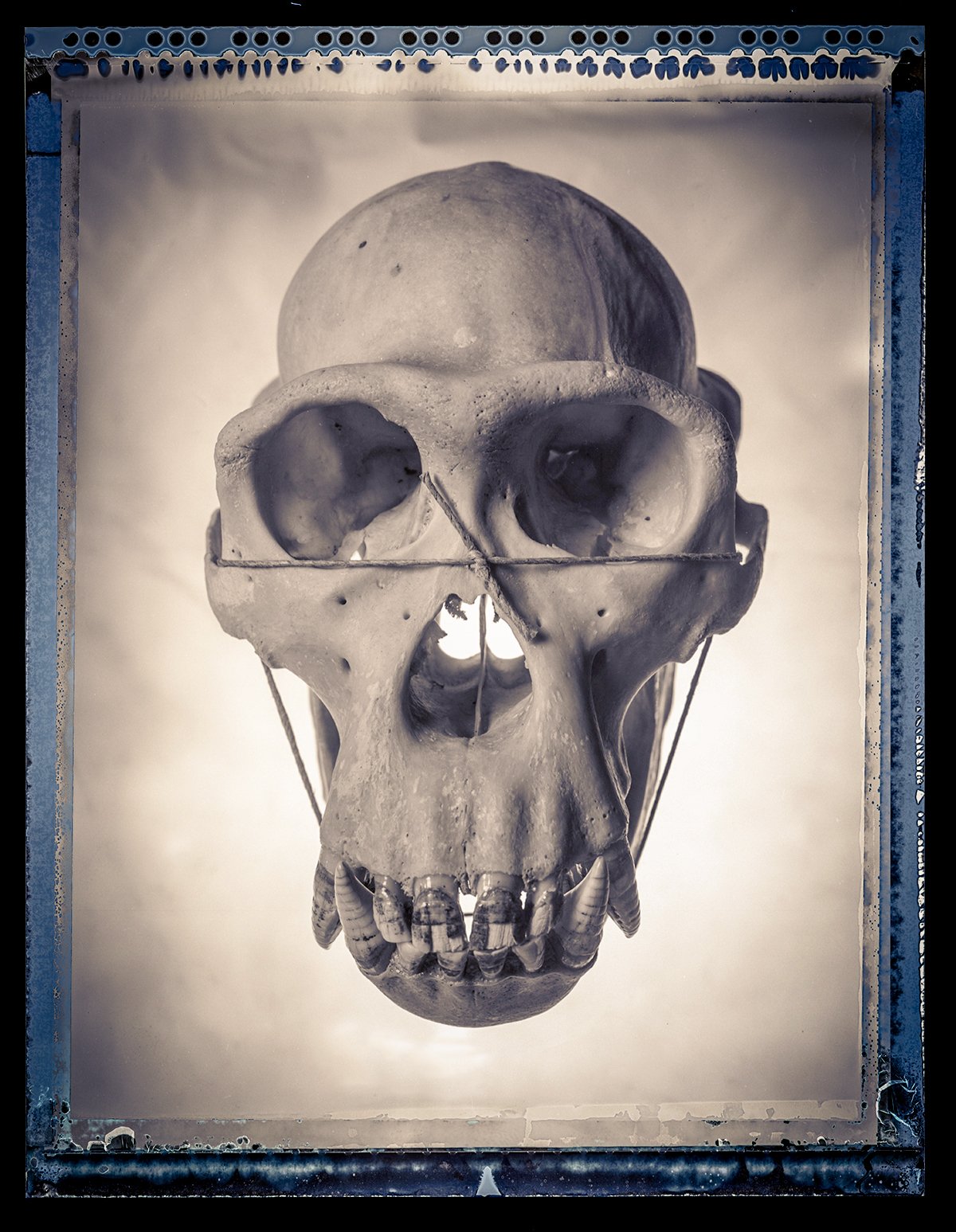 Gorilla Skull