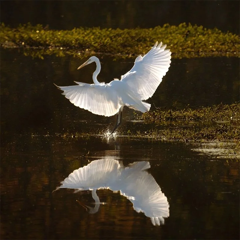 white heron
