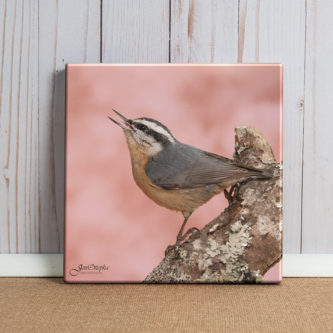 Morning Chorus