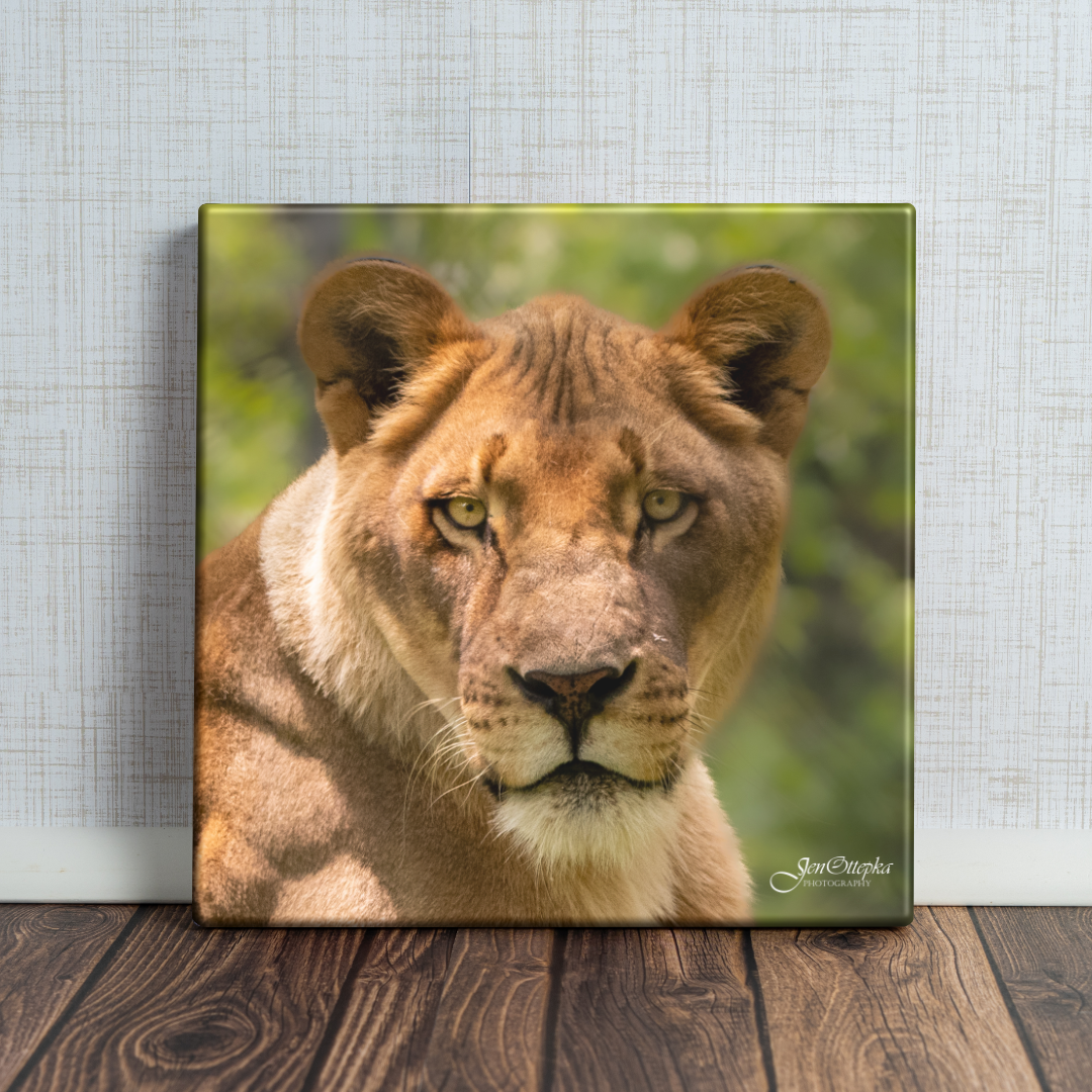 Bella the Lion