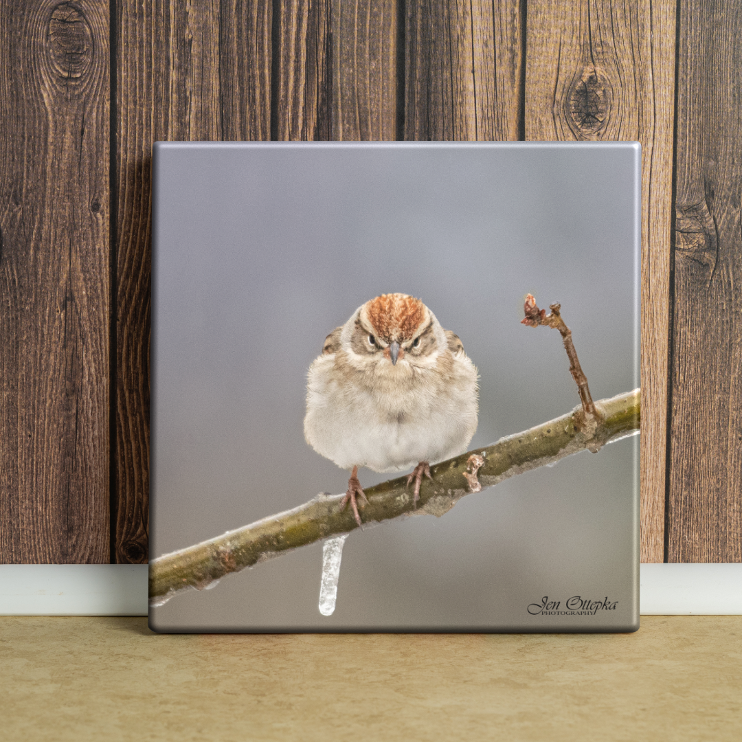 Angry Bird
