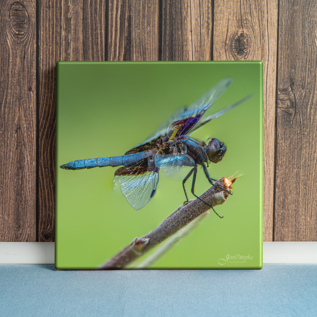 Glass Wings