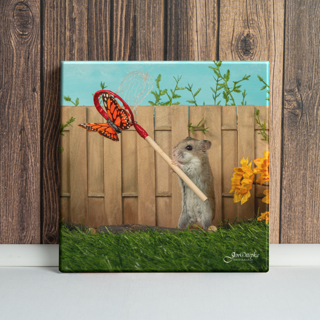 Catching Butterflies