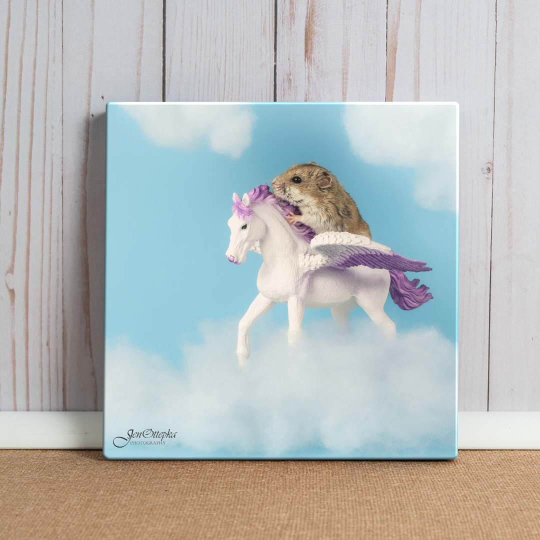 Pegasus Adventure!