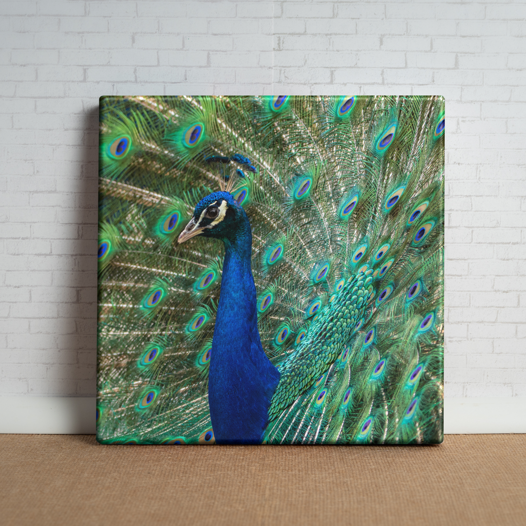 Poised Peacock