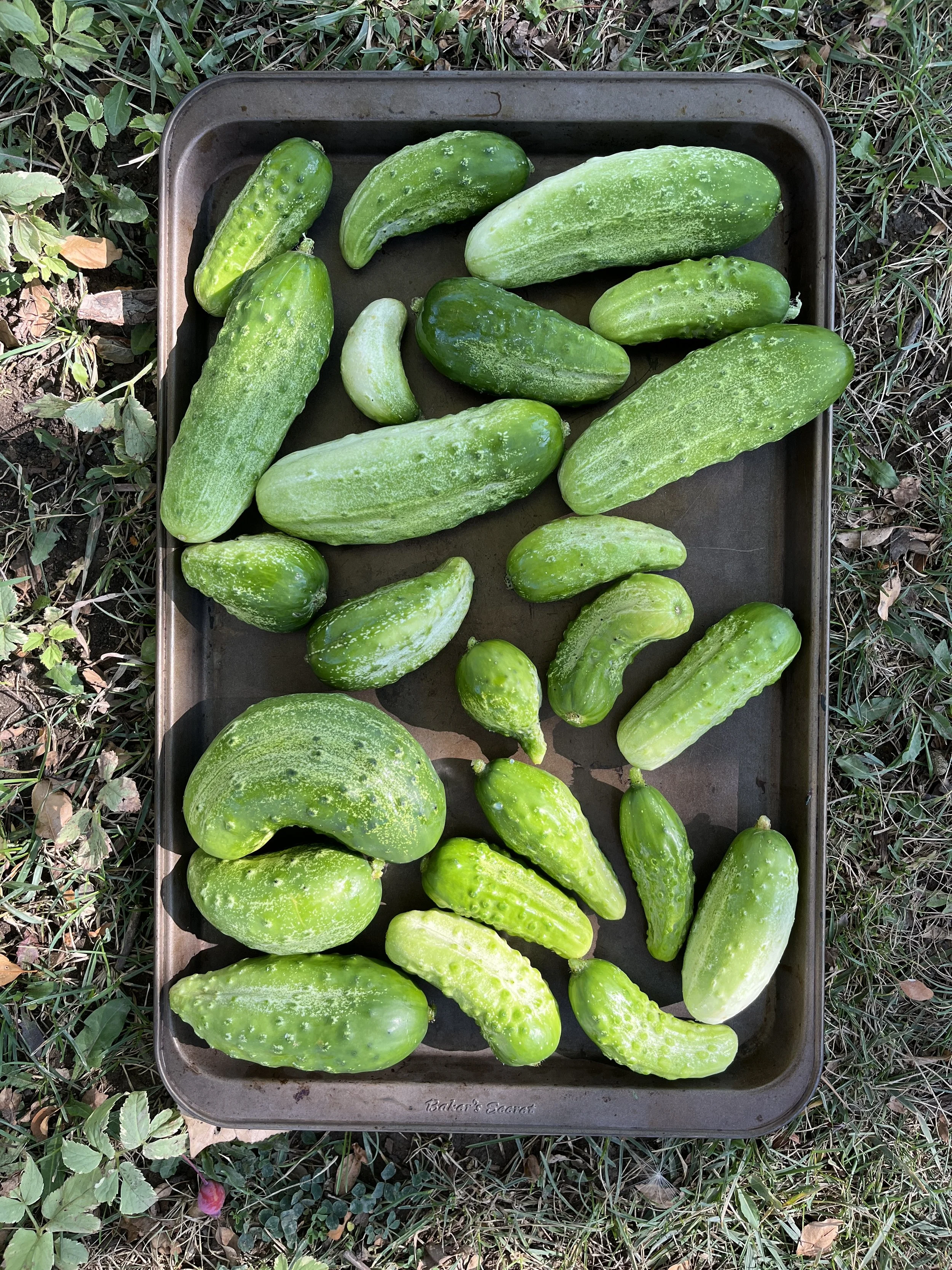 Many cucumbers on a cookie sheet