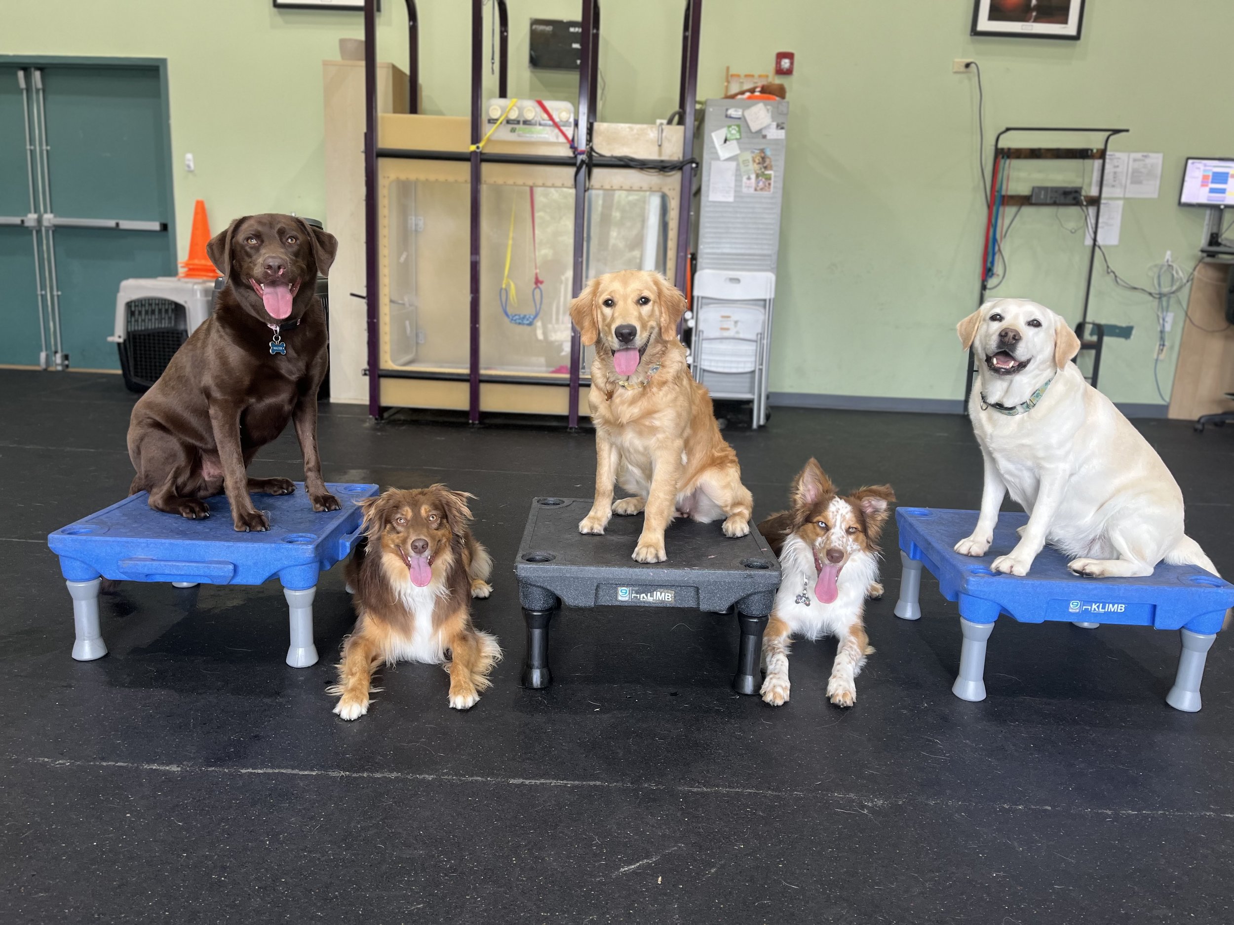 Enrichment Program at VCA Wellington