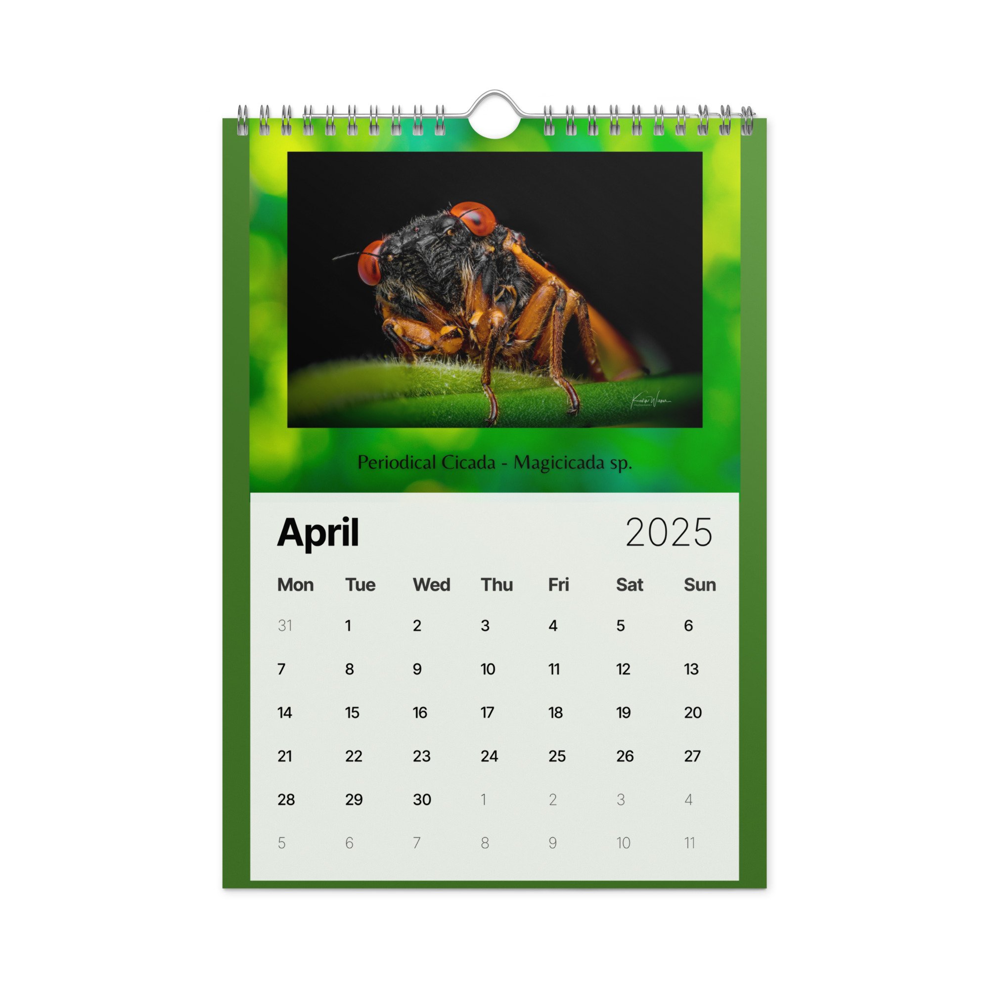 wall-calendar-(2025)-start-w-mon-8.26x11.69-front-6733673aeaab8.jpg
