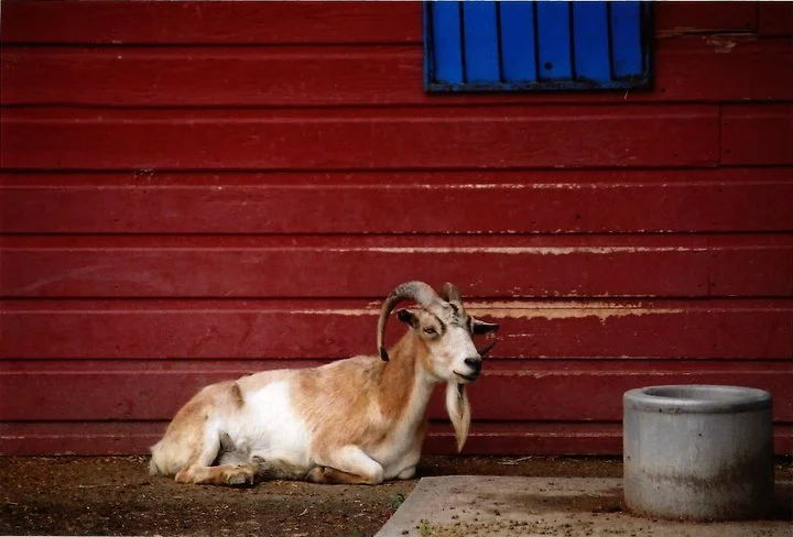 Goat.jpg