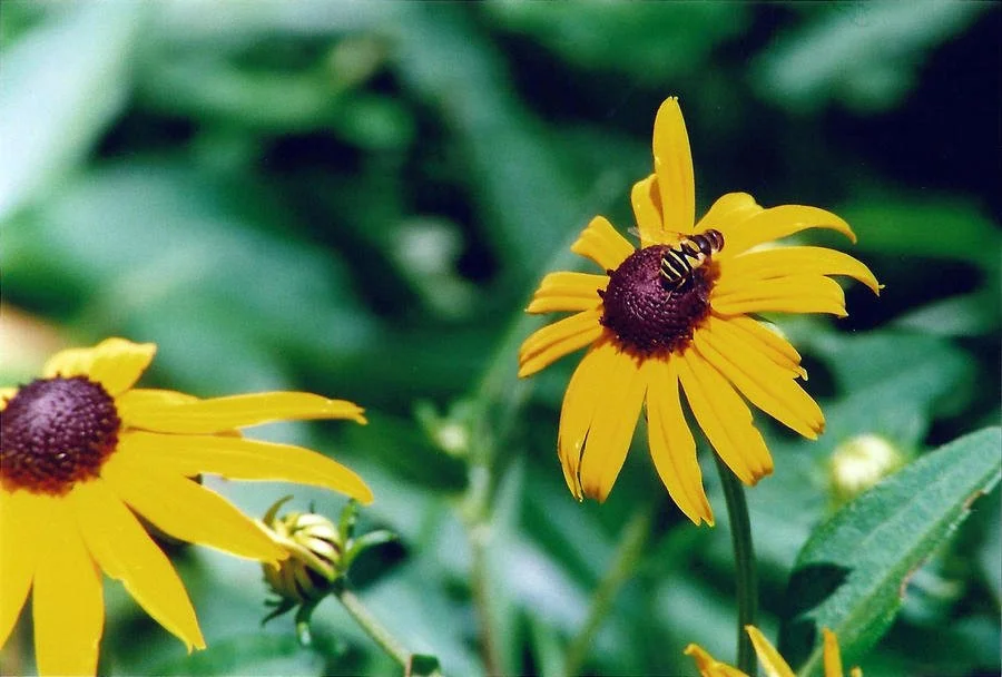 Bees_Photo.jpg
