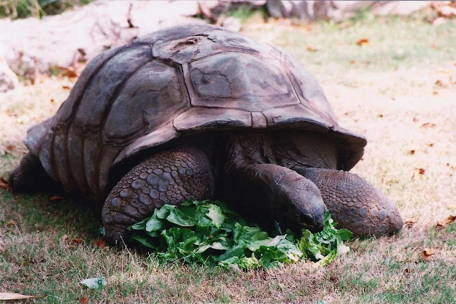 Galapagos Tortoise.jpg