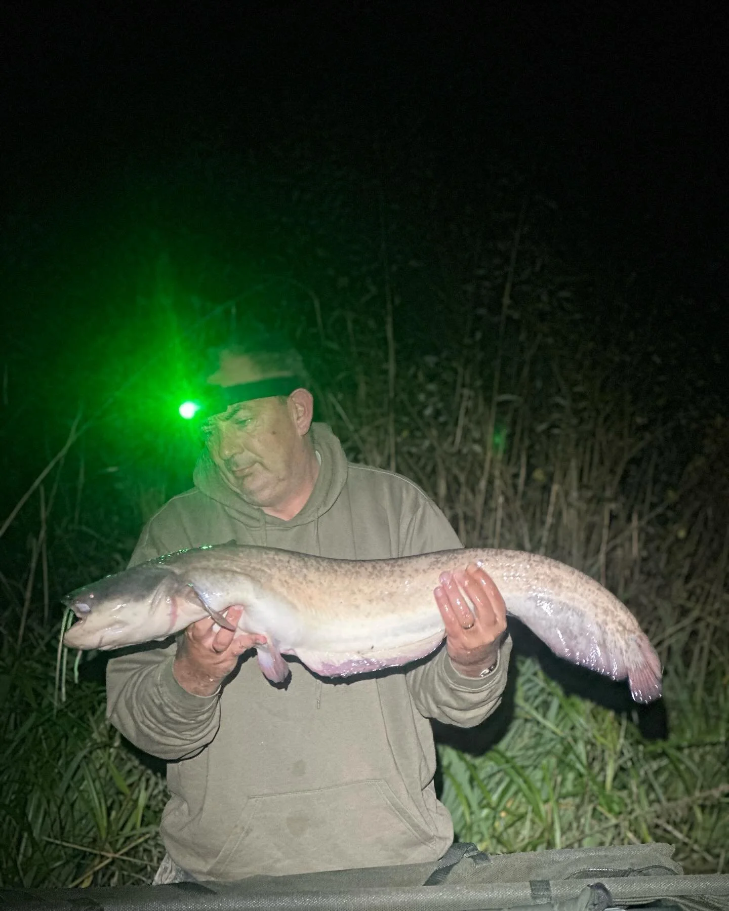Lovely 12 1/2lb catfish on banana 🍌🍌👏🏻👏🏻