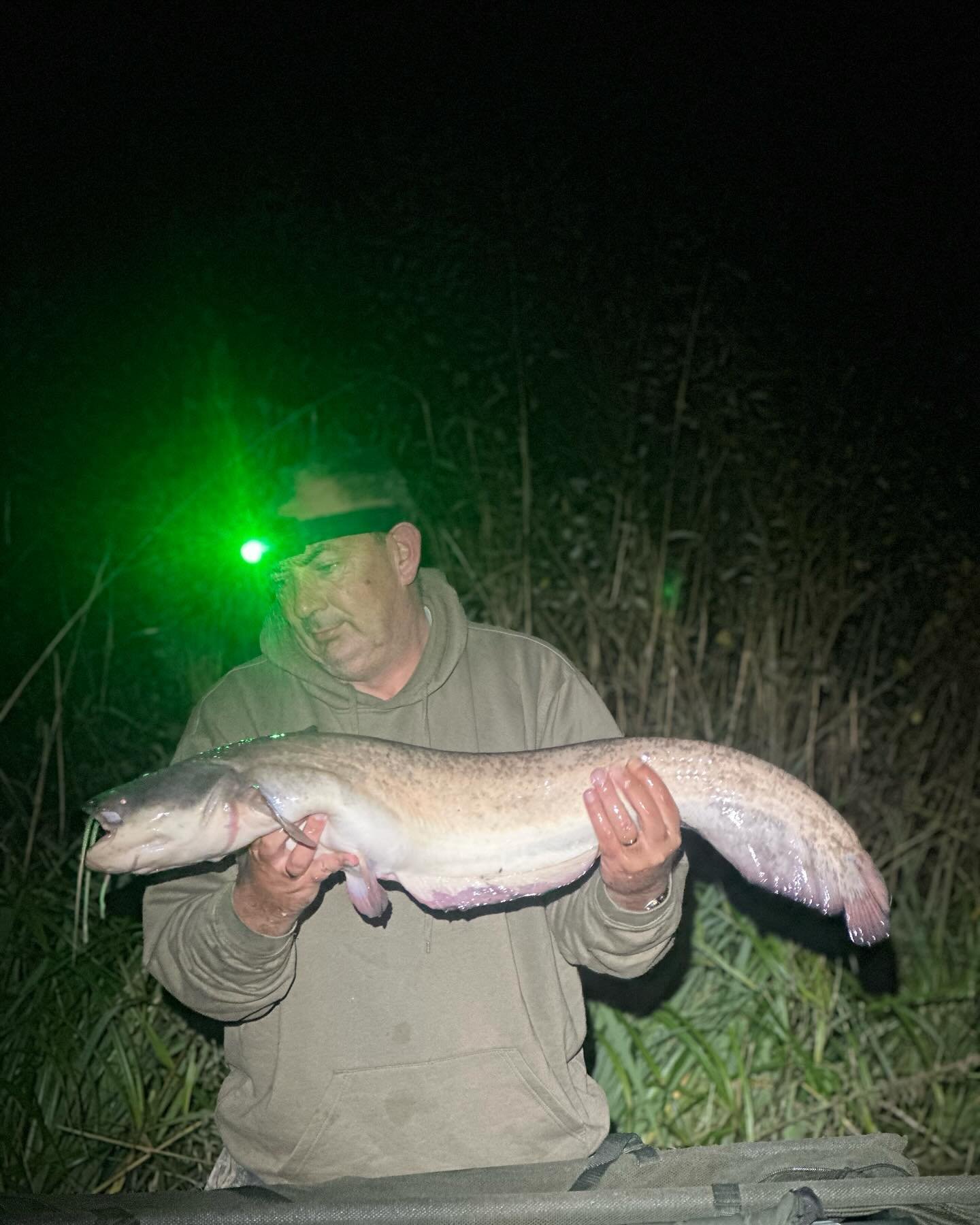 Lovely 12 1/2lb catfish on banana 🍌🍌👏🏻👏🏻