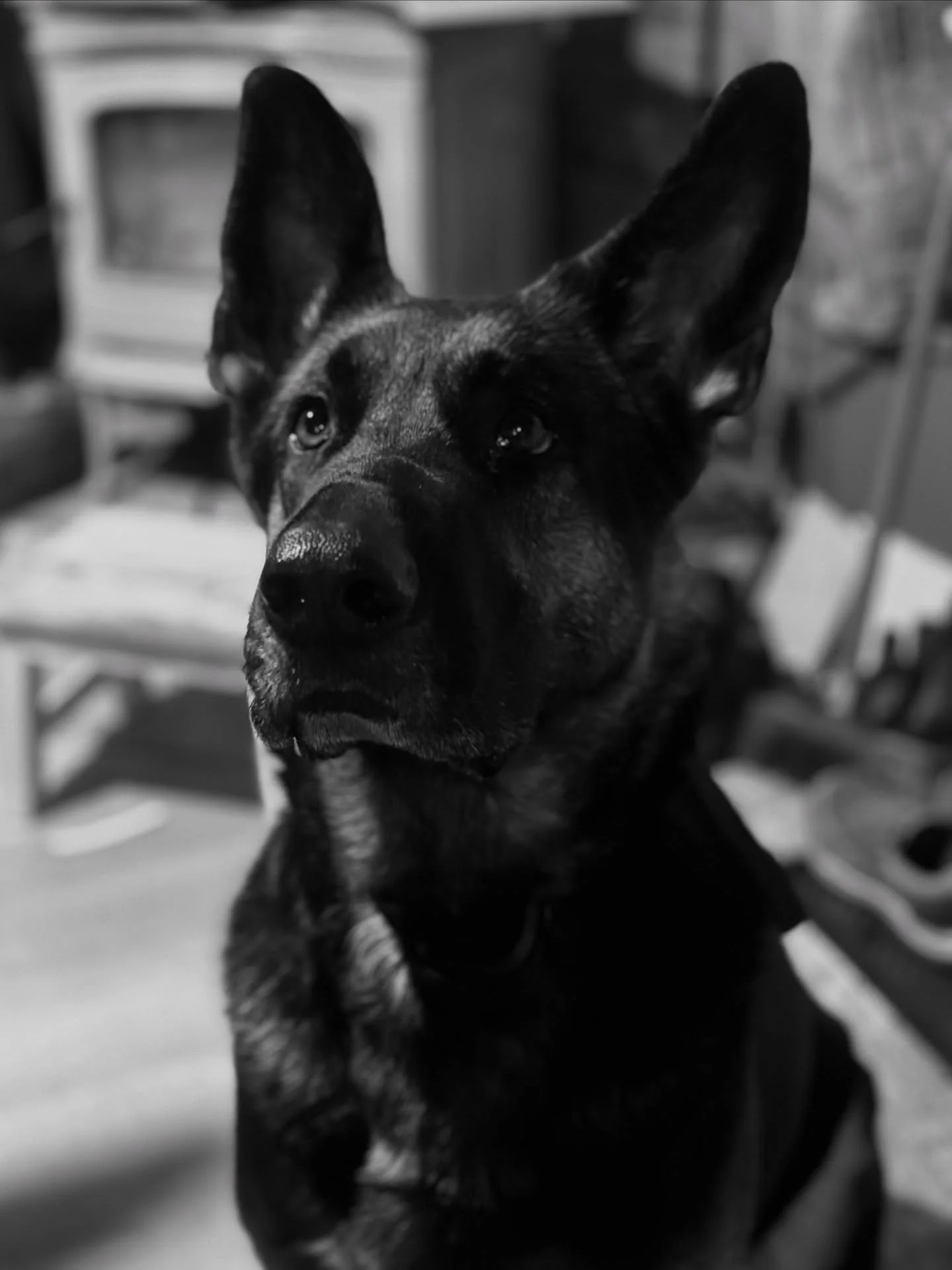 Nova has accompanied us on many an adventure. Who&rsquo;s your favourite camping &amp; canoe companion? #germanshepherd #canoedog #campingwithdogs #backcountrypaws #gsd