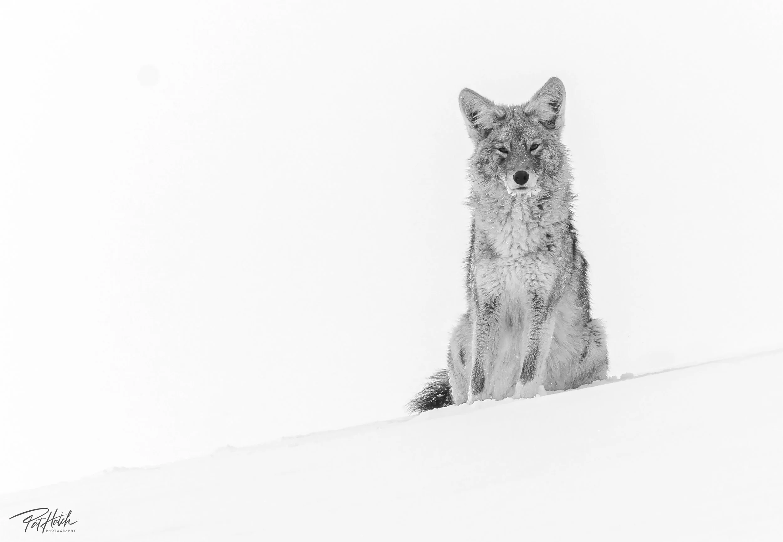 12 (December) Monochrome Moment YELLOWSTONE NATIONAL PARK.jpg