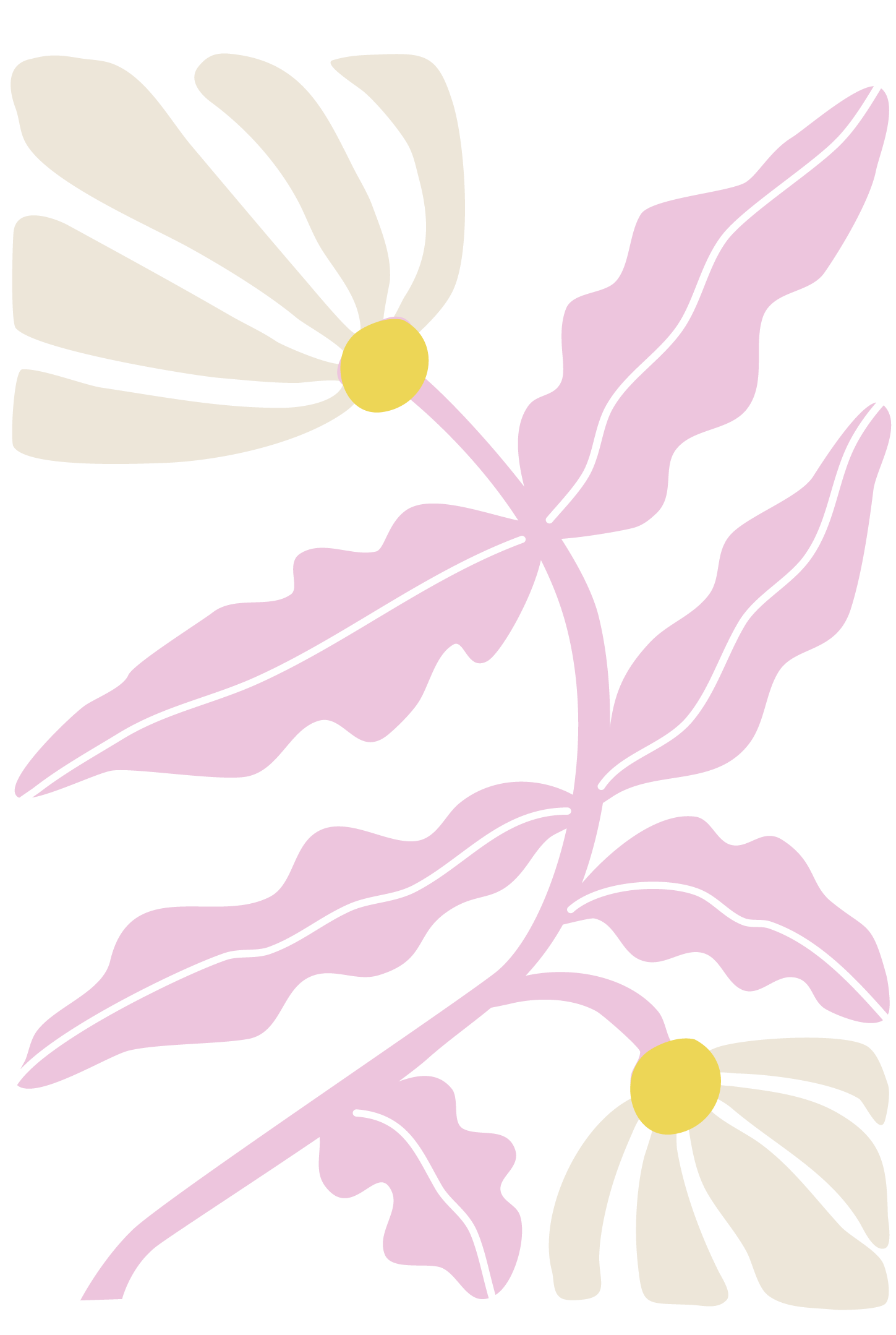 Stylized botanical illustration of a flowering plant with purple leaves and white flowers with yellow centers, on a black background.
