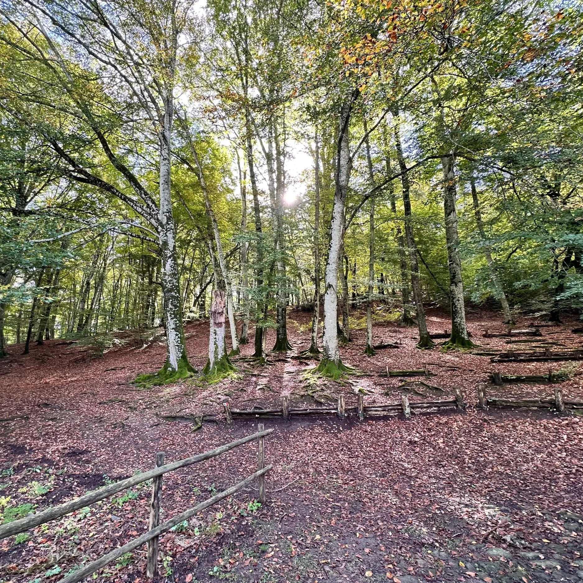 Faggeta vetusta, Monti Cimini, Soriano nel Cimino