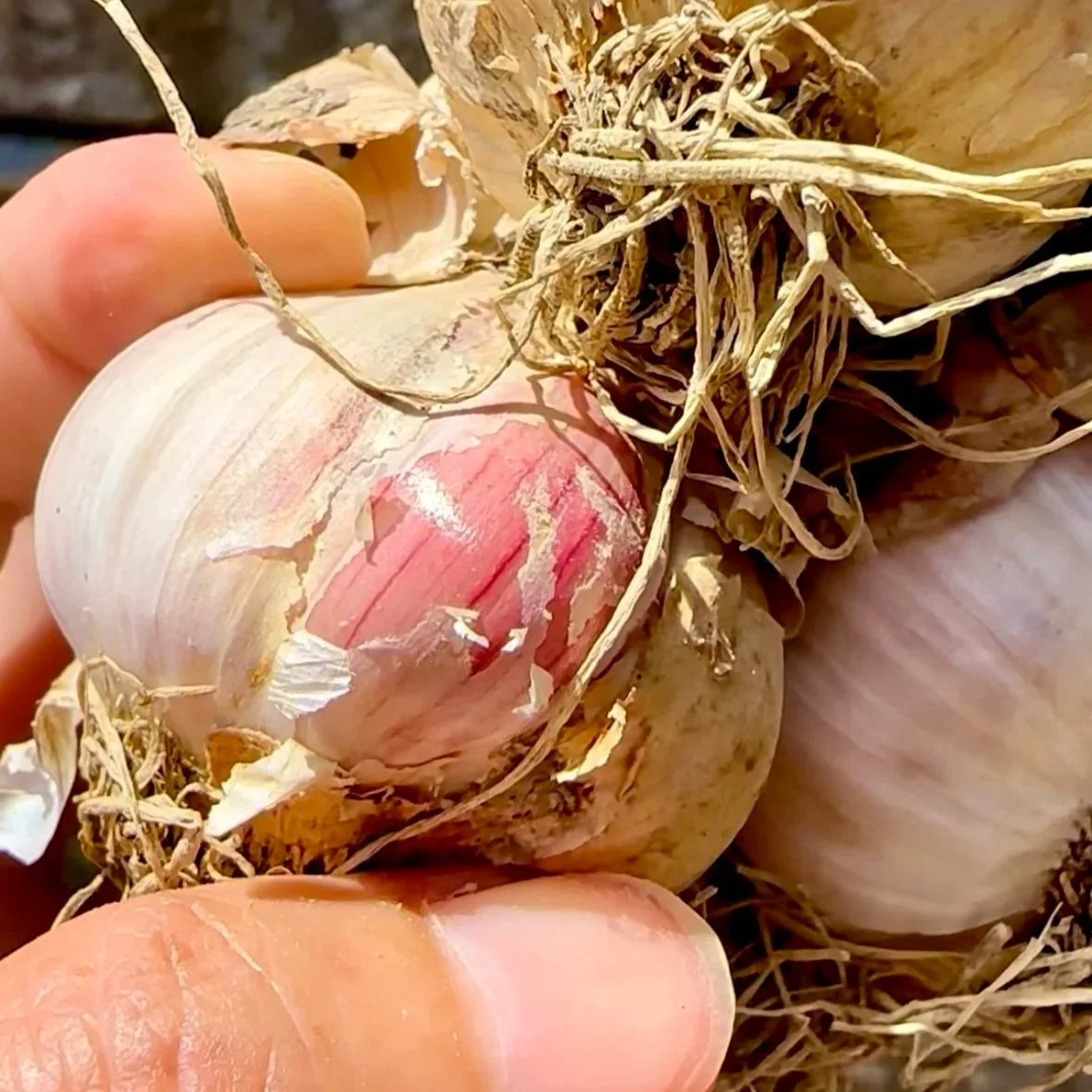 Aglio rosso di Proceno