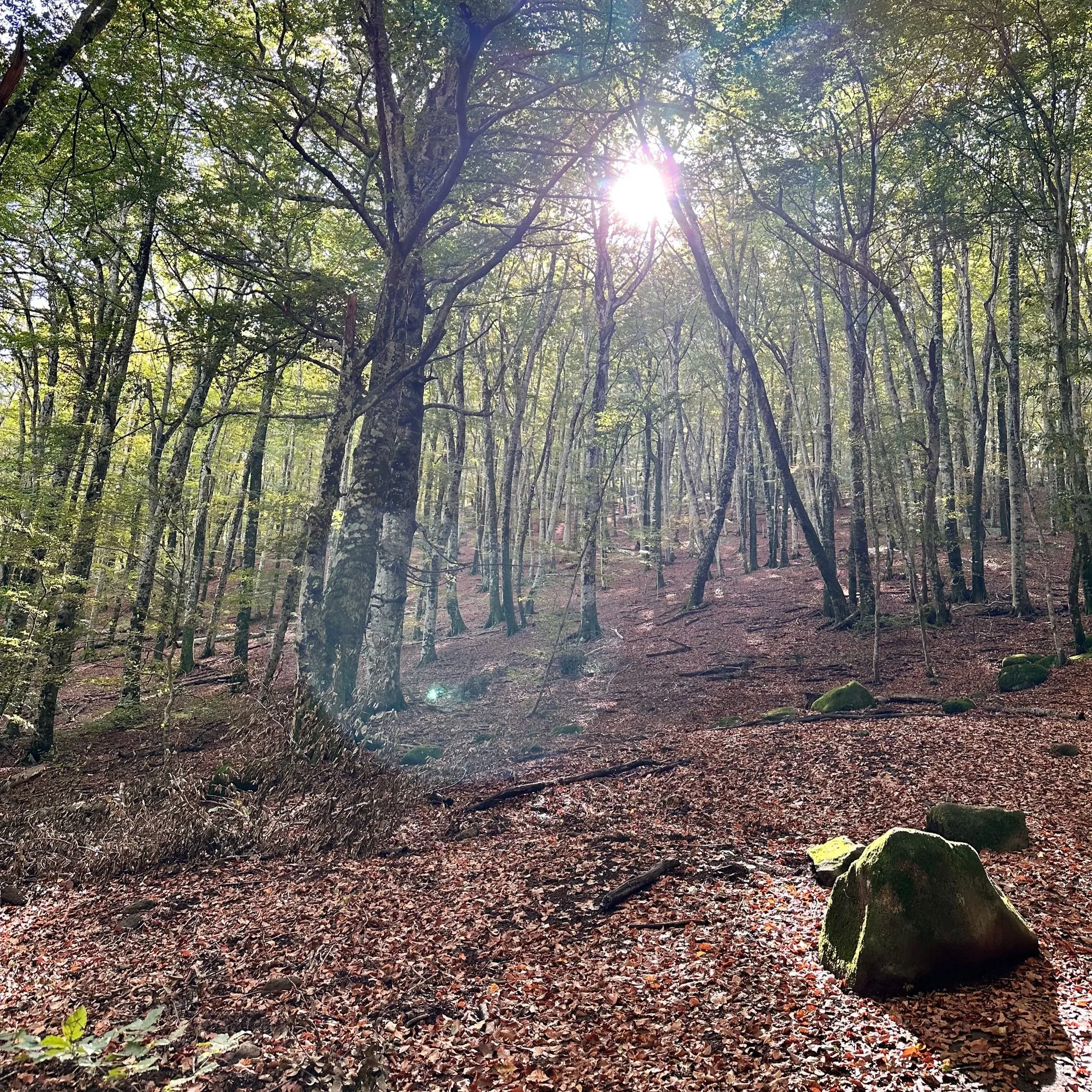 Faggeta vetusta, Monte Raschio, Oriolo Romano