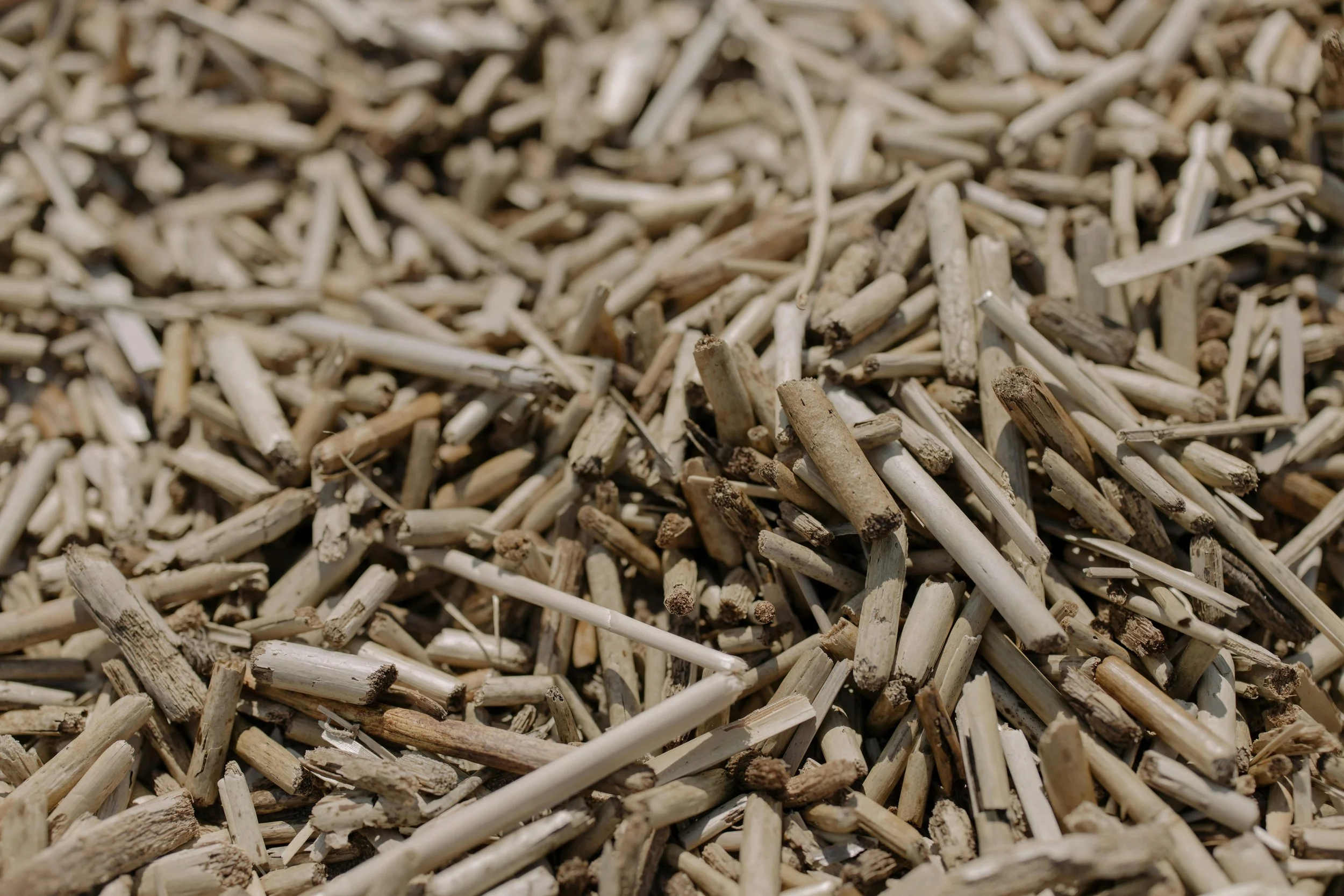 Biomass Energy: Can Burning Waste Power a Cleaner Future?