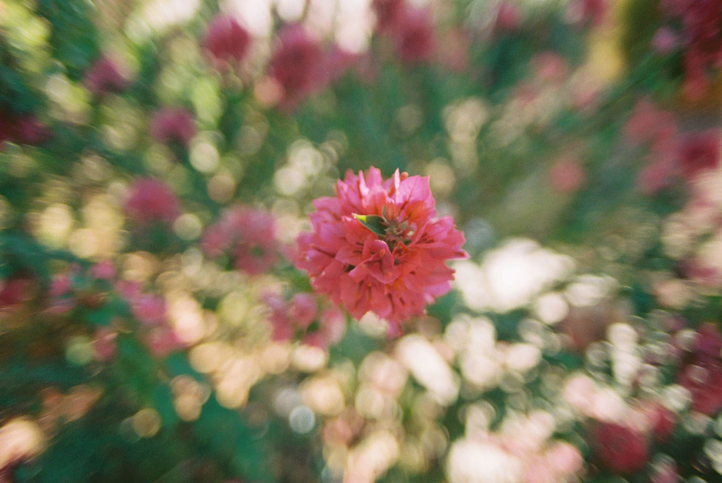 Identity Crisis in the West