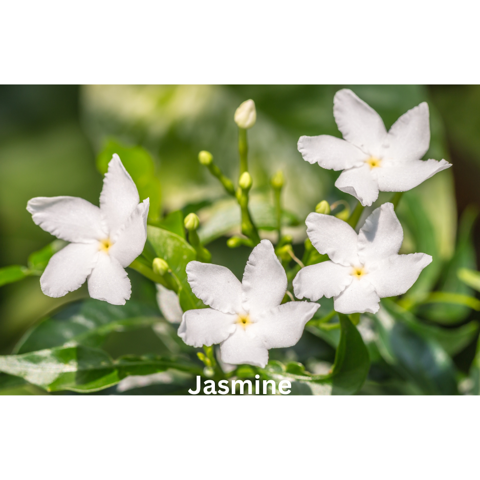 Jasmine