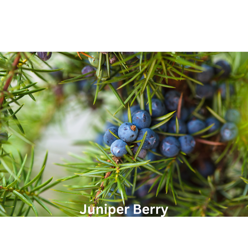 Juniper berry